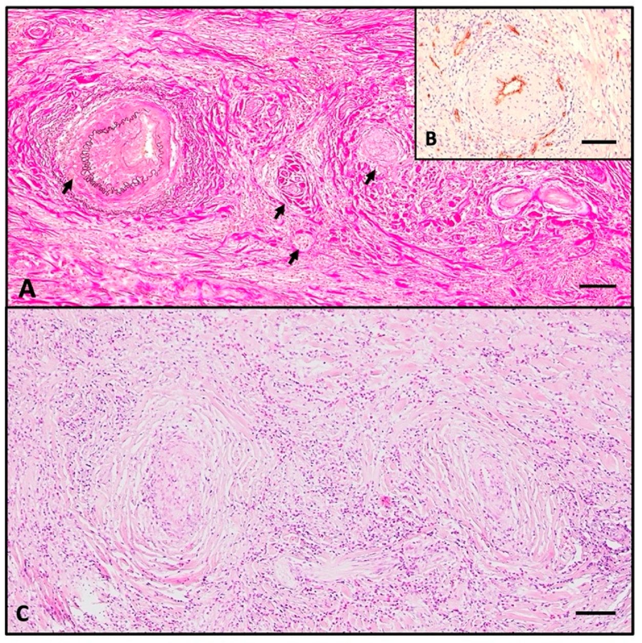 Ijms 26 07786 g003 Ijms 26 07786 g003