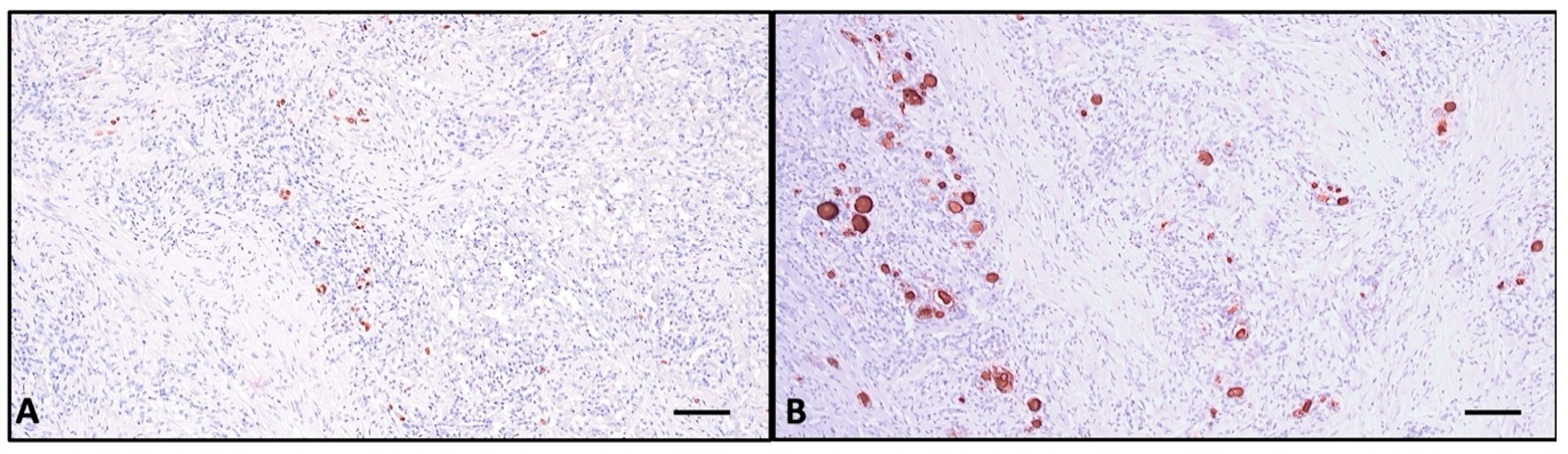 Ijms 26 07786 g005 Ijms 26 07786 g005