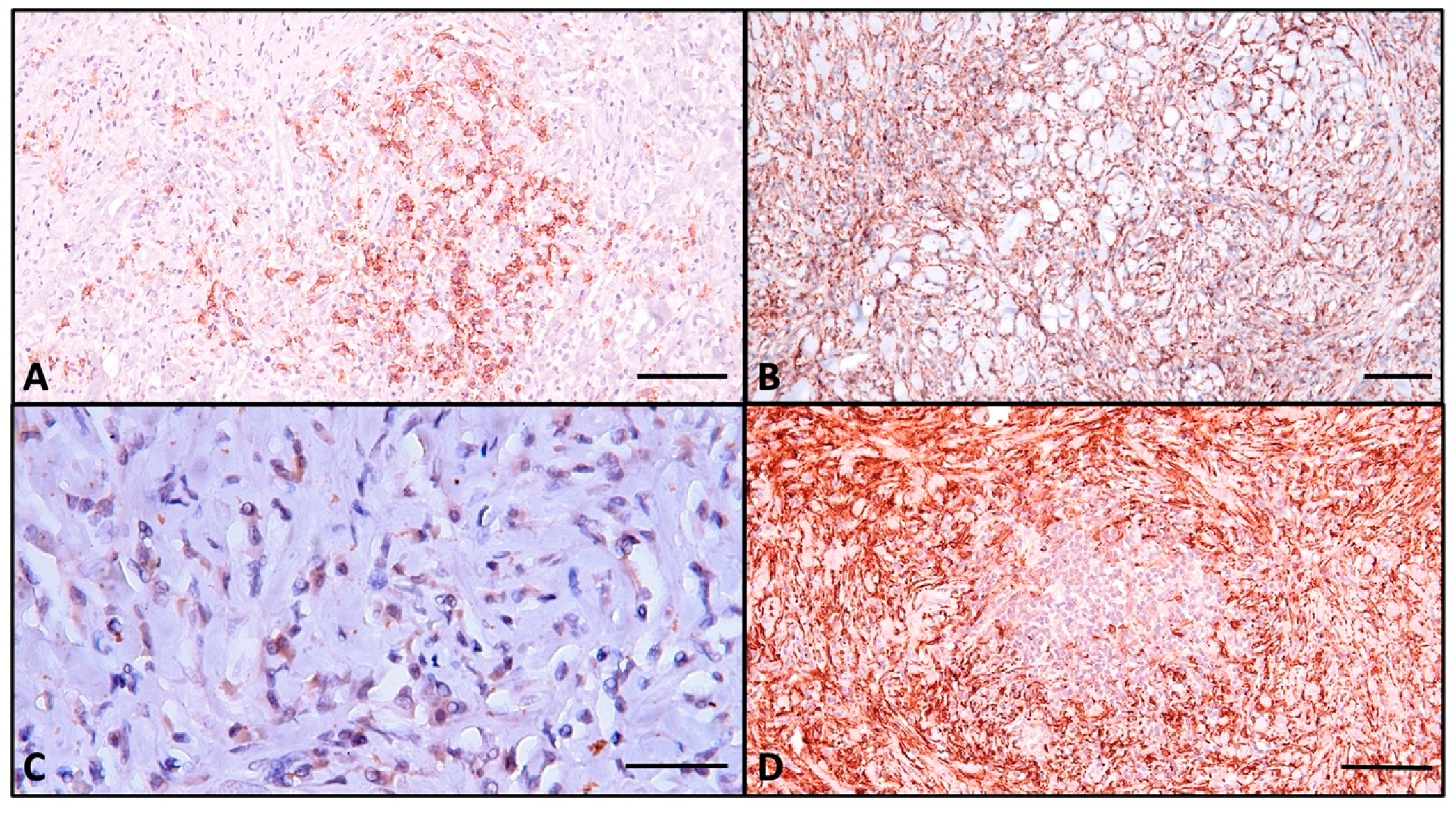 Ijms 26 07786 g006 Ijms 26 07786 g006