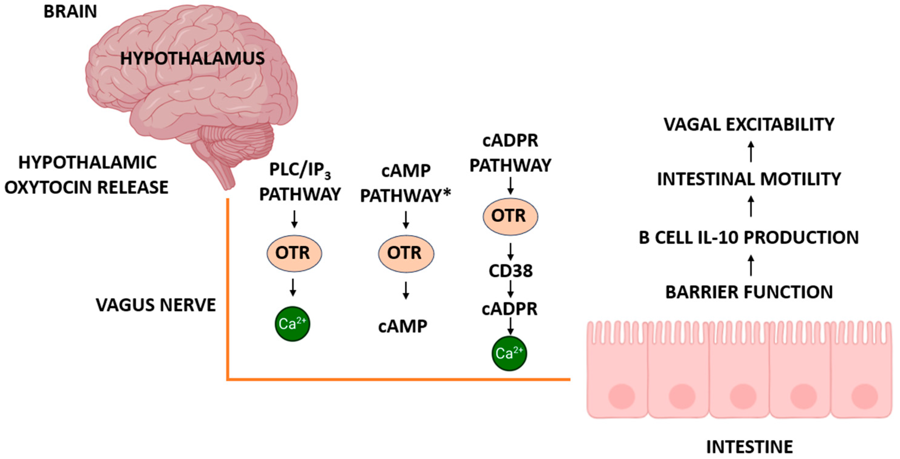Ijms 26 07812 g004 Ijms 26 07812 g004