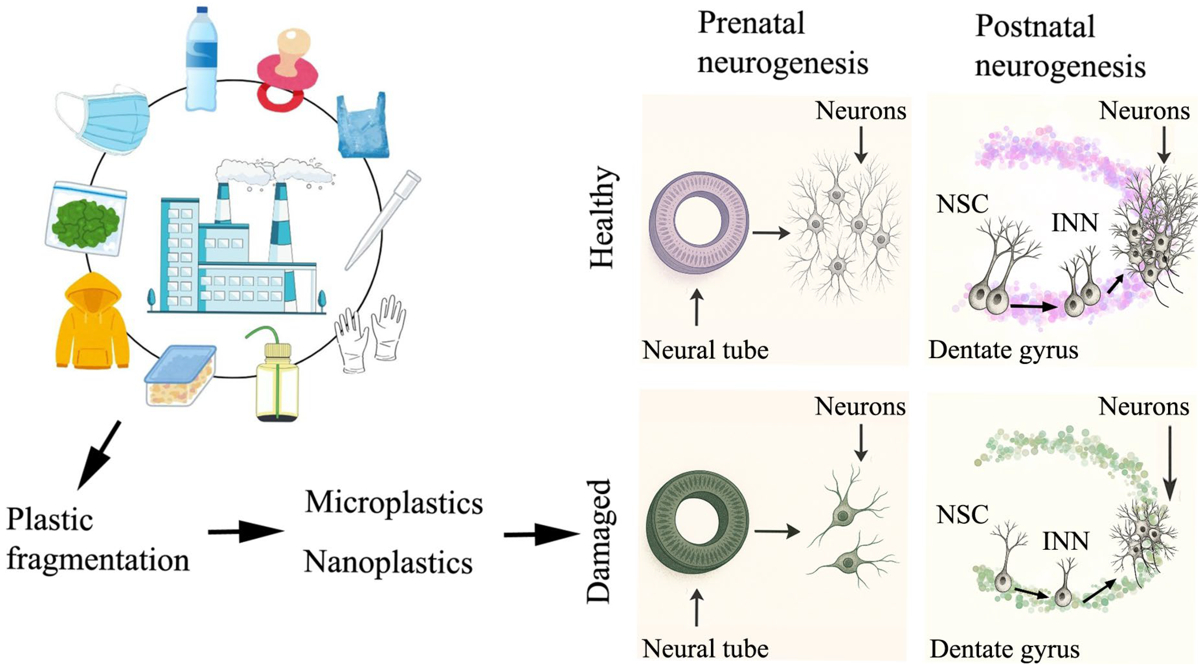 Ijms 26 07845 g001 Ijms 26 07845 g001