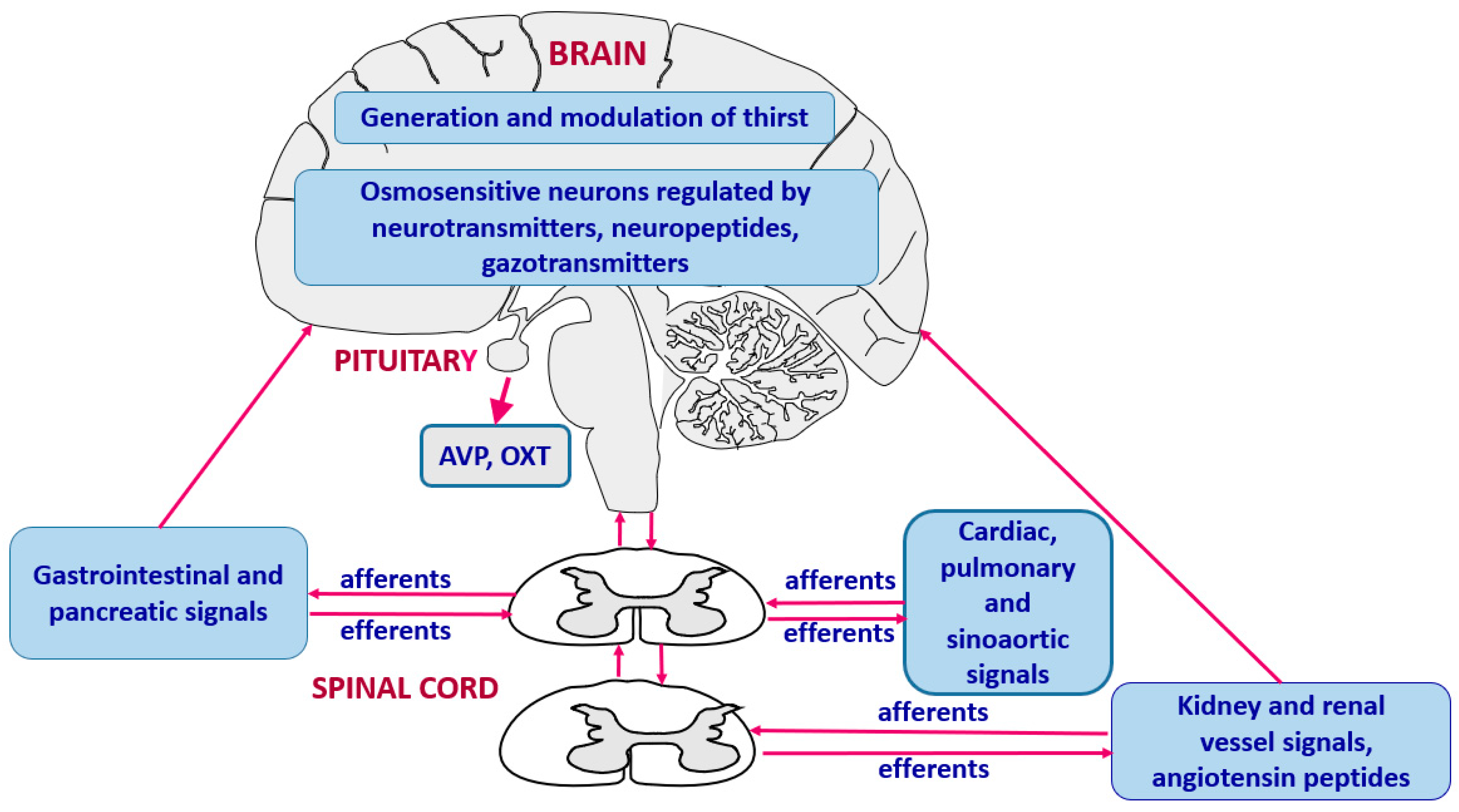 Ijms 26 07850 g003 Ijms 26 07850 g003