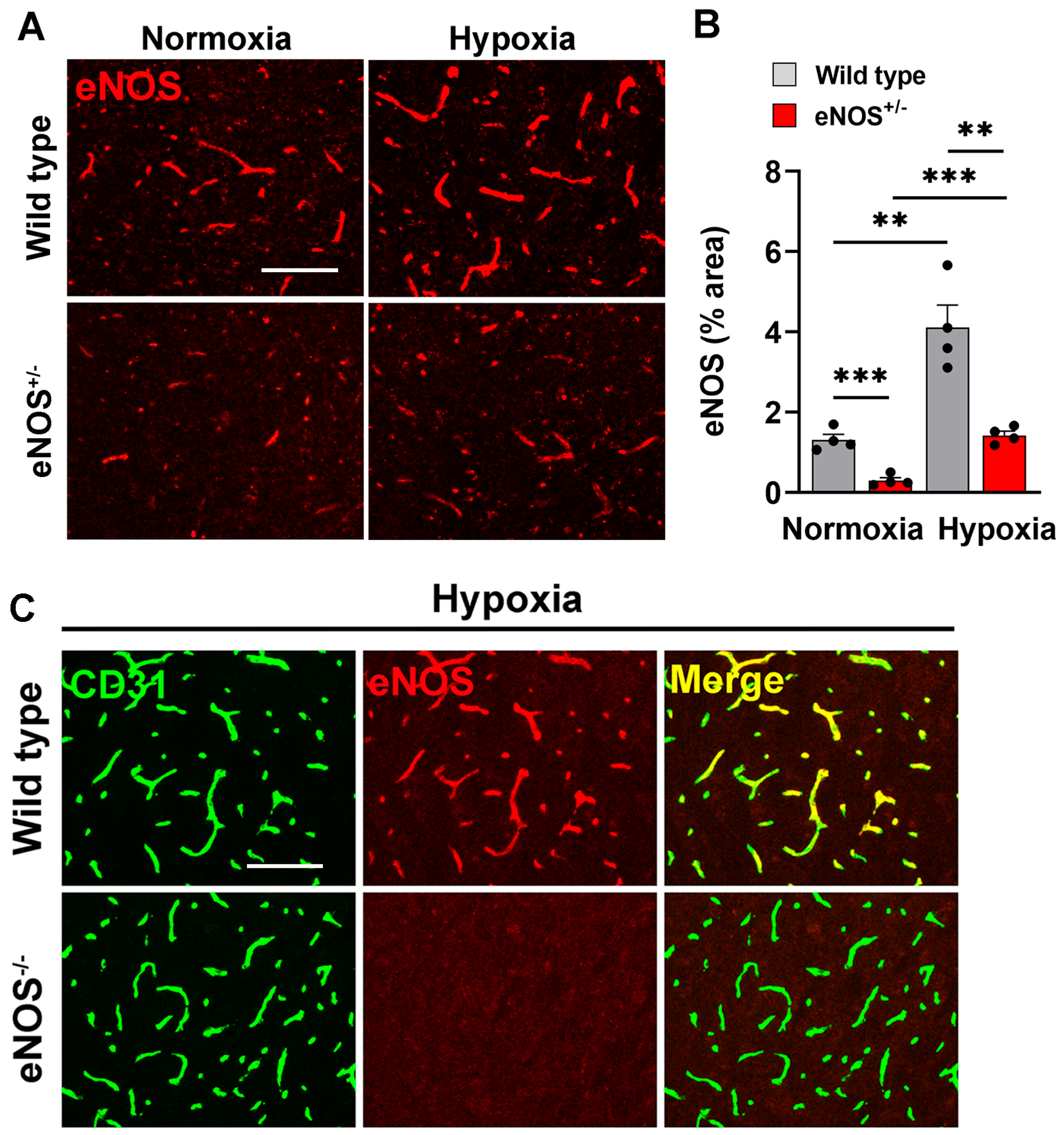 Ijms 26 07902 g001 Ijms 26 07902 g001
