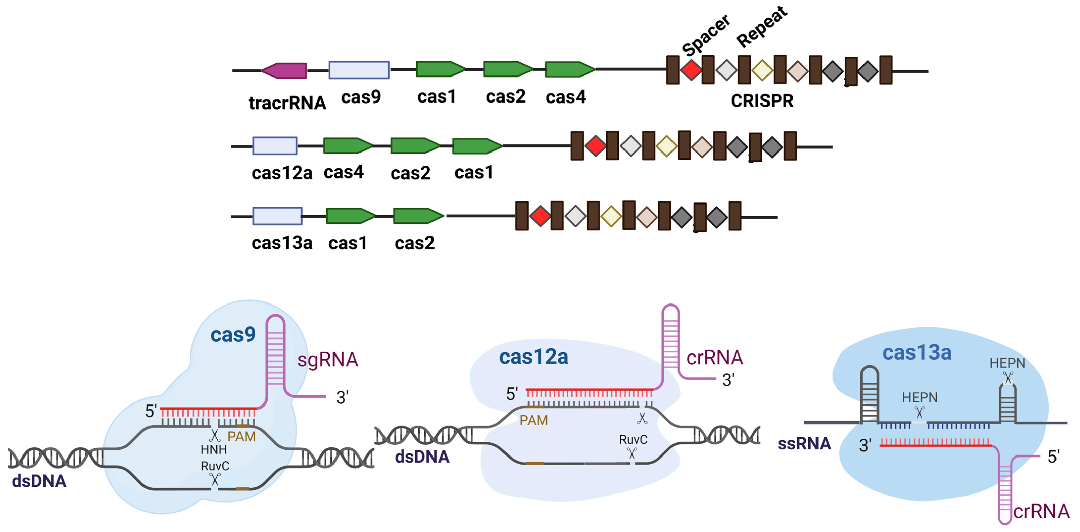 Ijms 26 07925 g001 Ijms 26 07925 g001