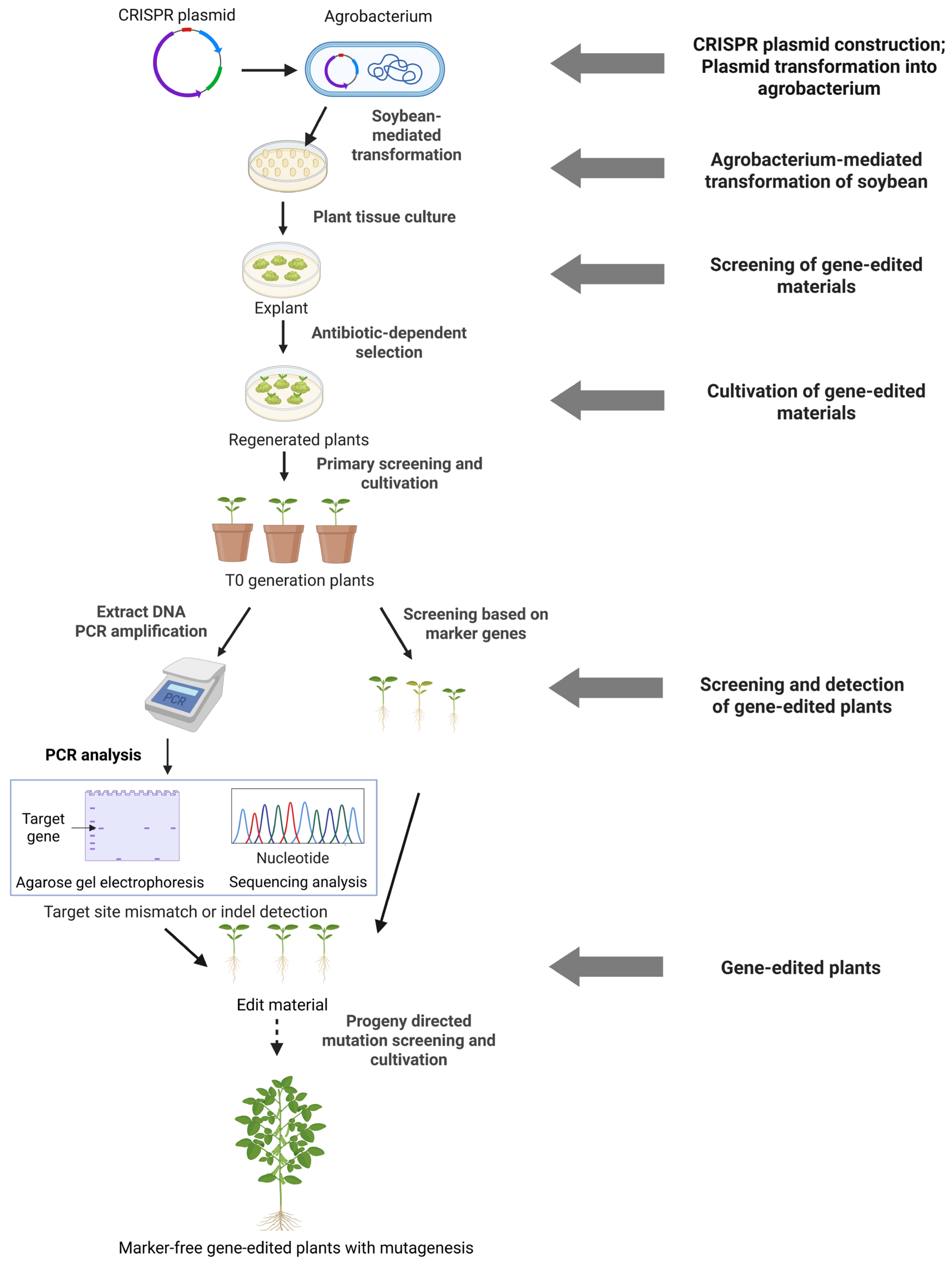 Ijms 26 07925 g003 Ijms 26 07925 g003
