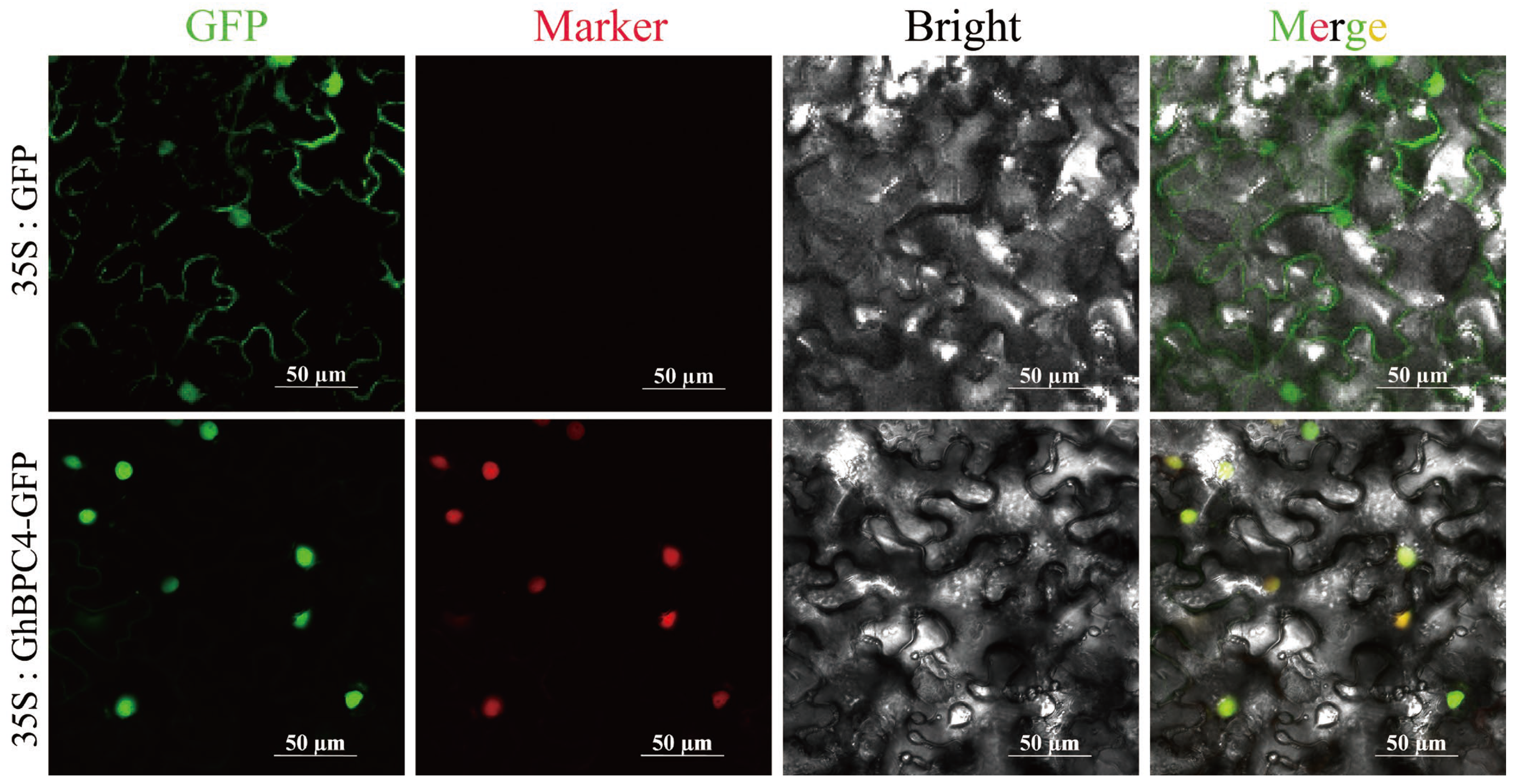 Ijms 26 07978 g007 Ijms 26 07978 g007