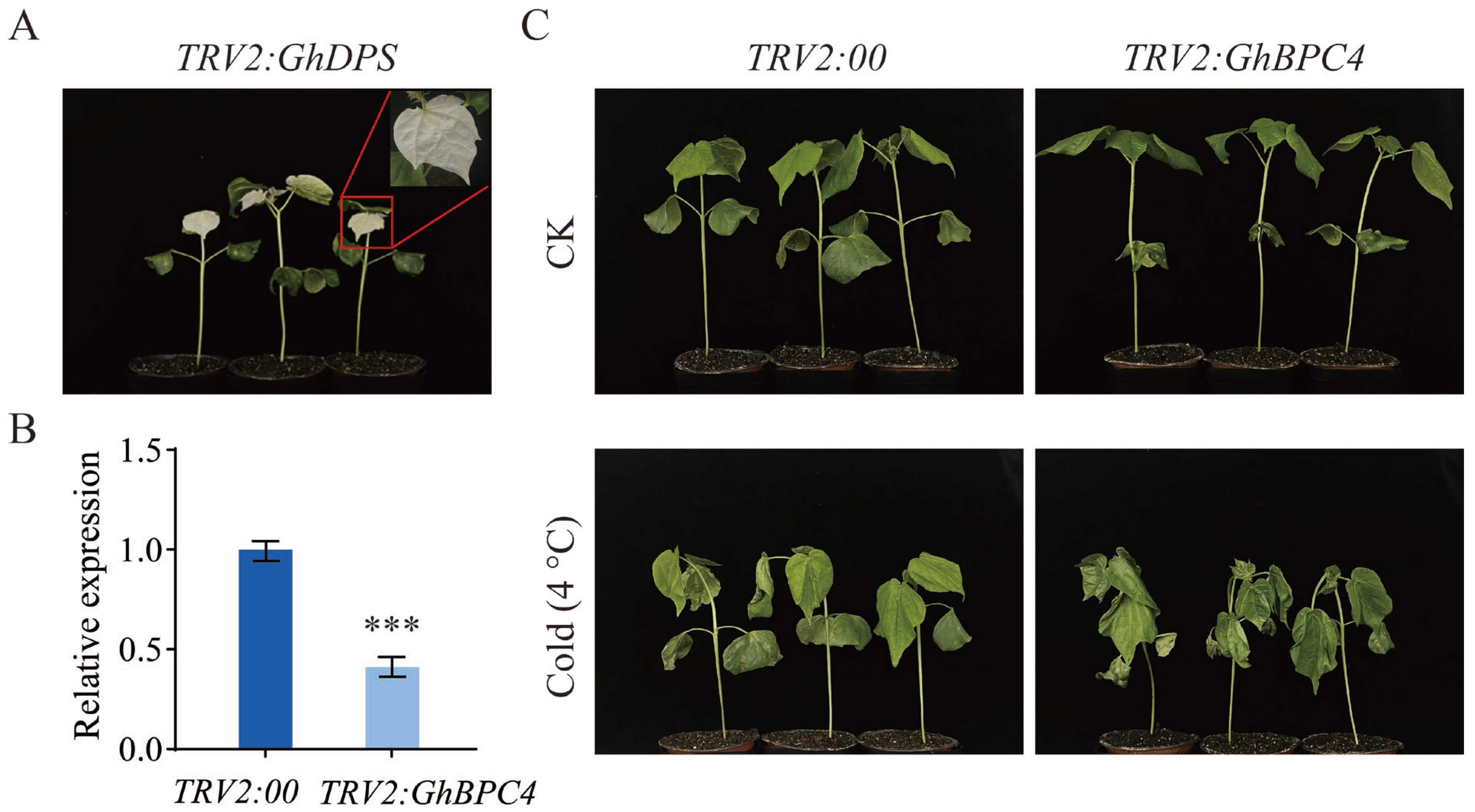 Ijms 26 07978 g008 Ijms 26 07978 g008