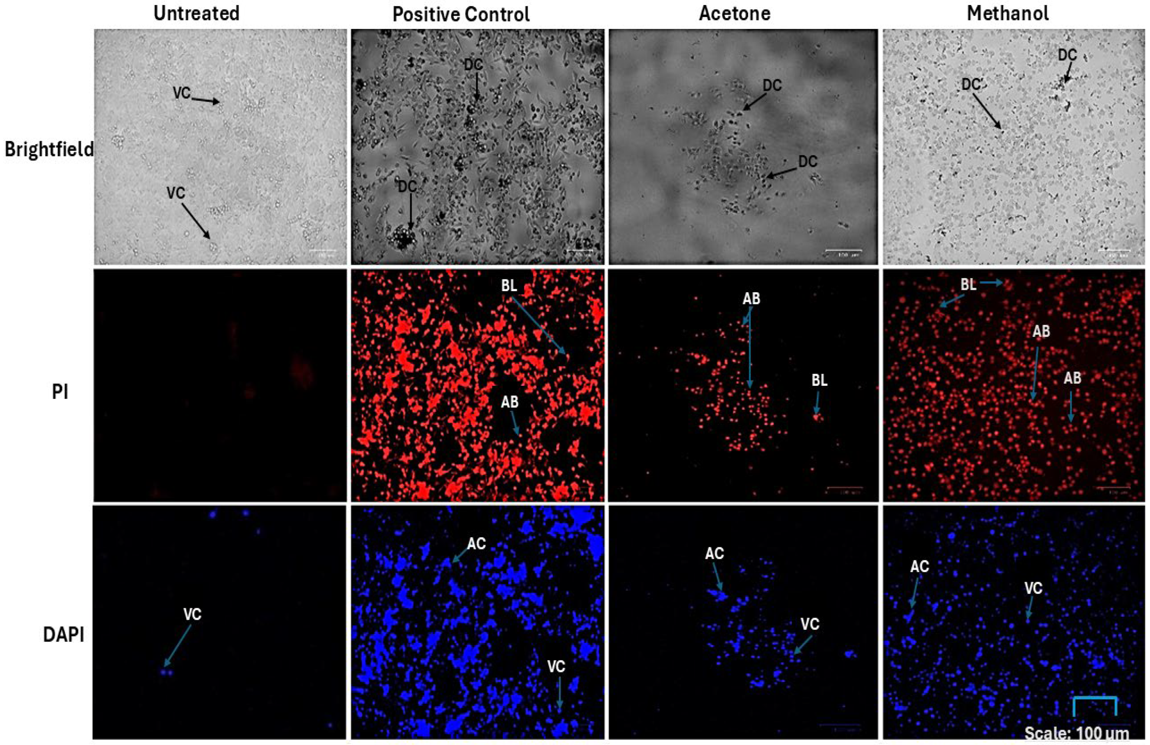 Ijms 26 08065 g004 Ijms 26 08065 g004