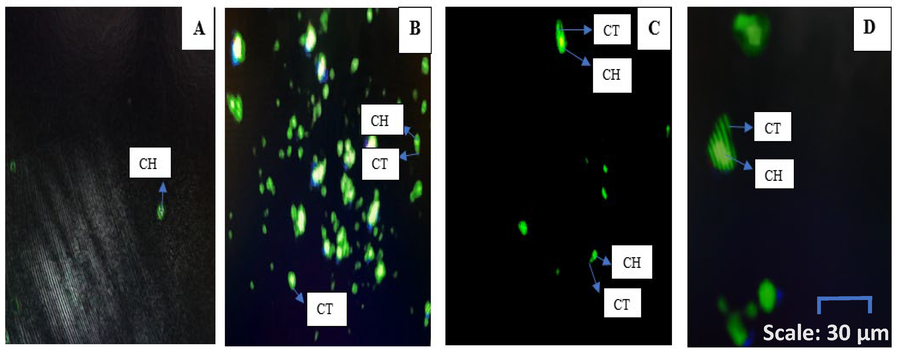 Ijms 26 08065 g005 Ijms 26 08065 g005