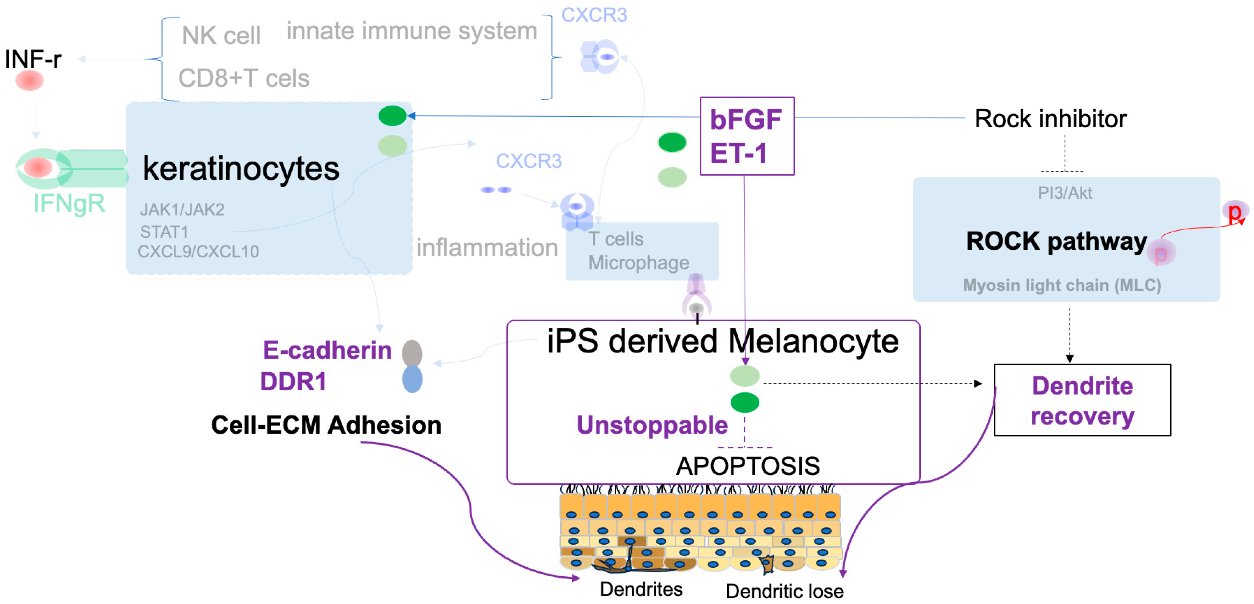 Ijms 26 08069 g006 Ijms 26 08069 g006