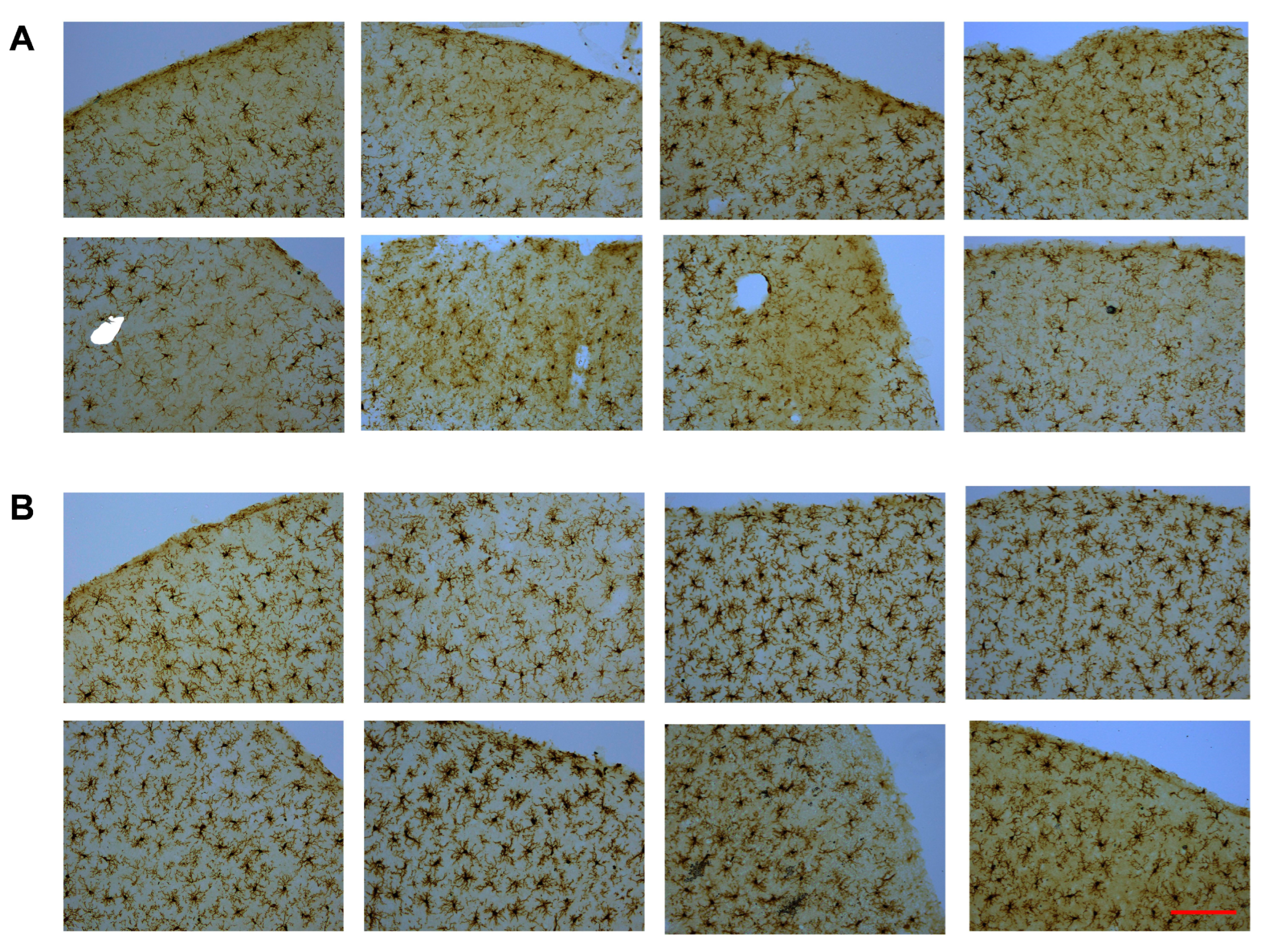 Ijms 26 08149 g003 Ijms 26 08149 g003