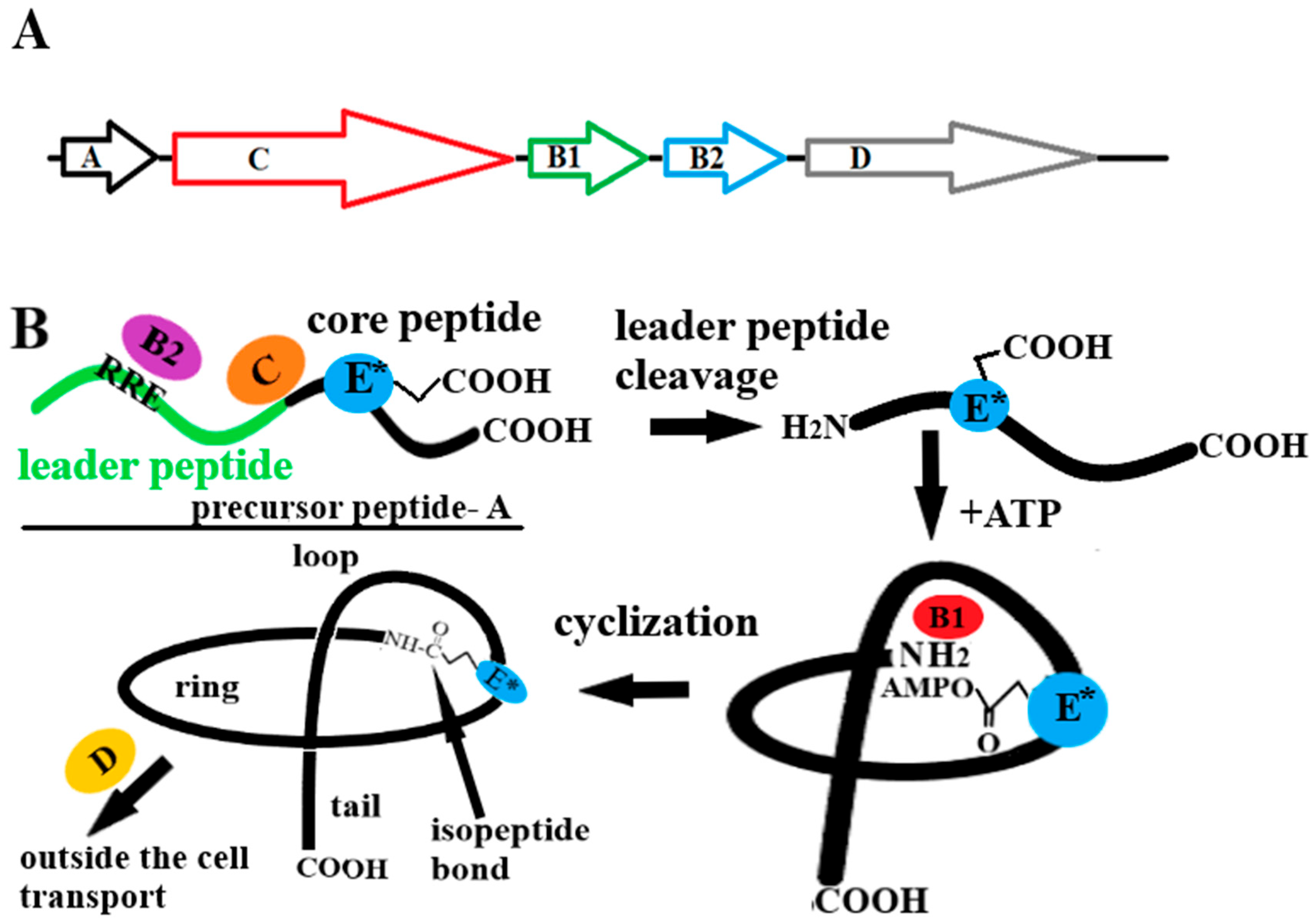 Ijms 26 08184 g002 Ijms 26 08184 g002