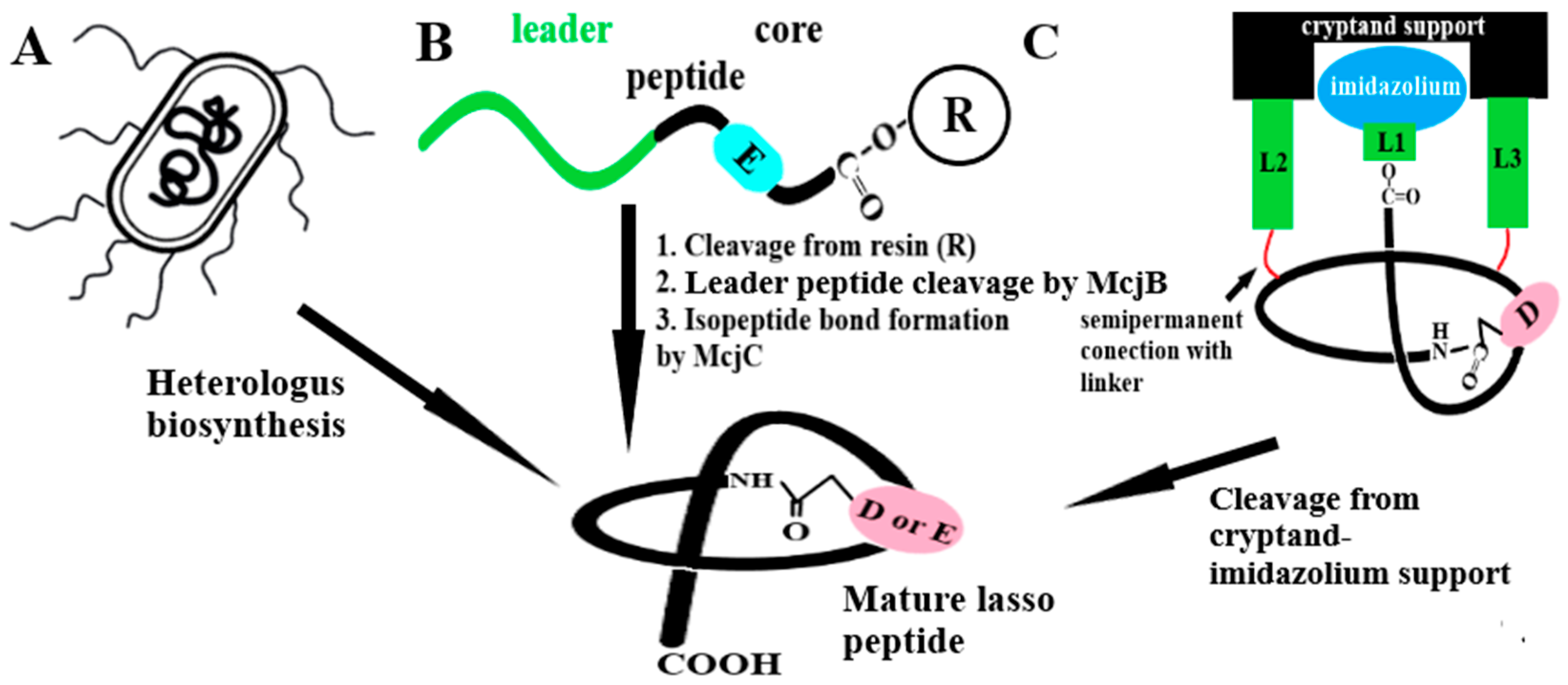 Ijms 26 08184 g003 Ijms 26 08184 g003