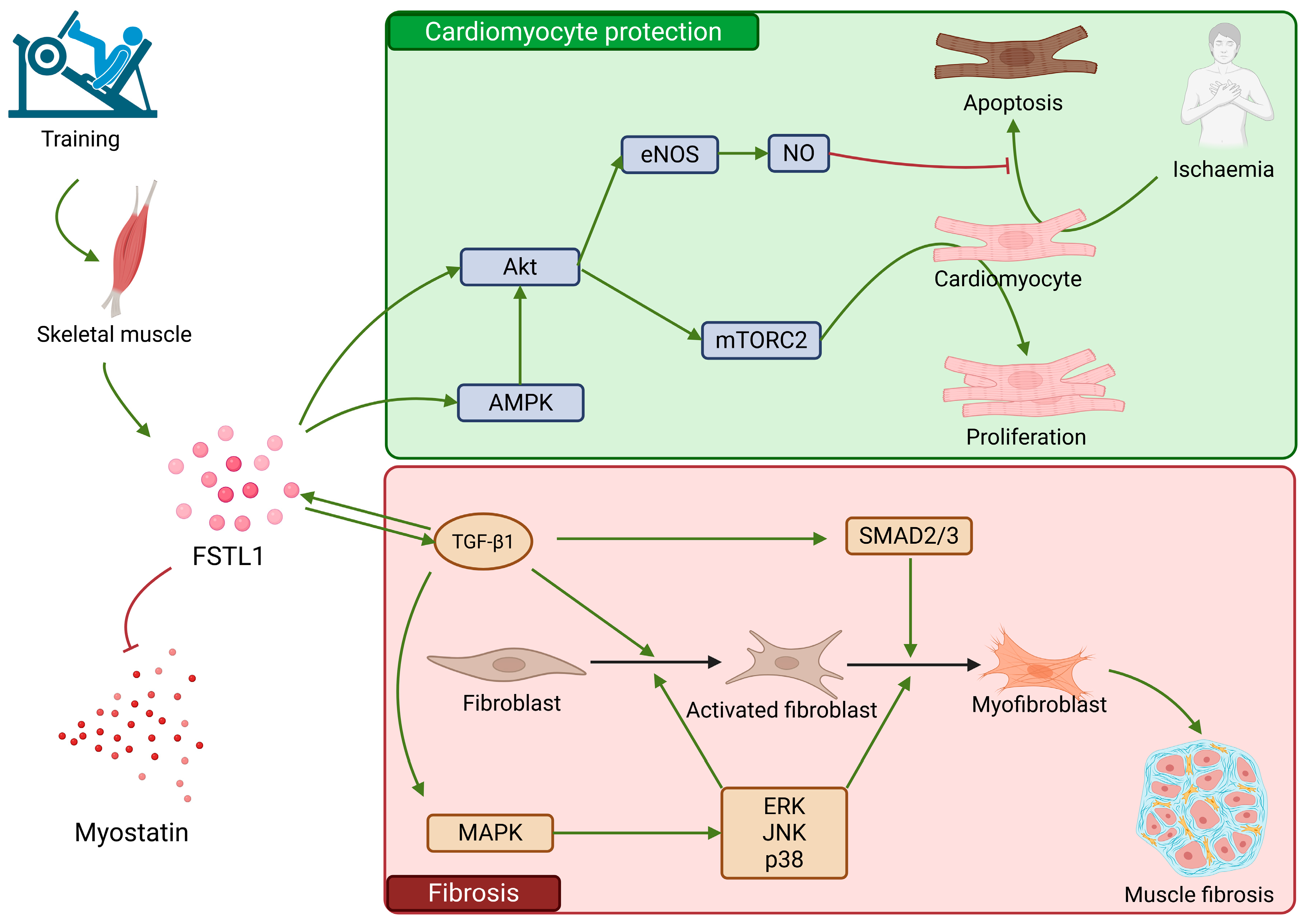 Ijms 26 08194 g006 Ijms 26 08194 g006