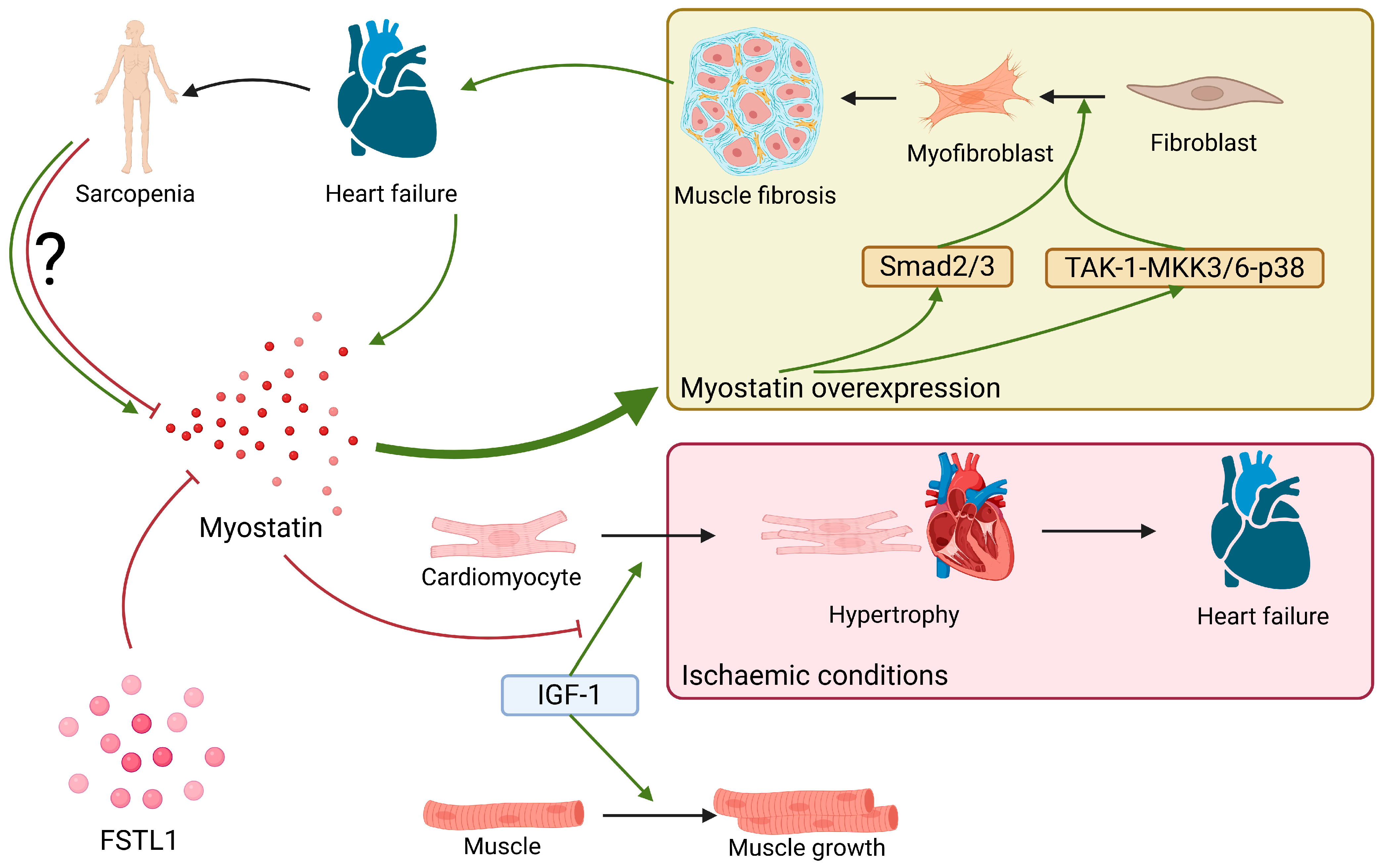 Ijms 26 08194 g007 Ijms 26 08194 g007