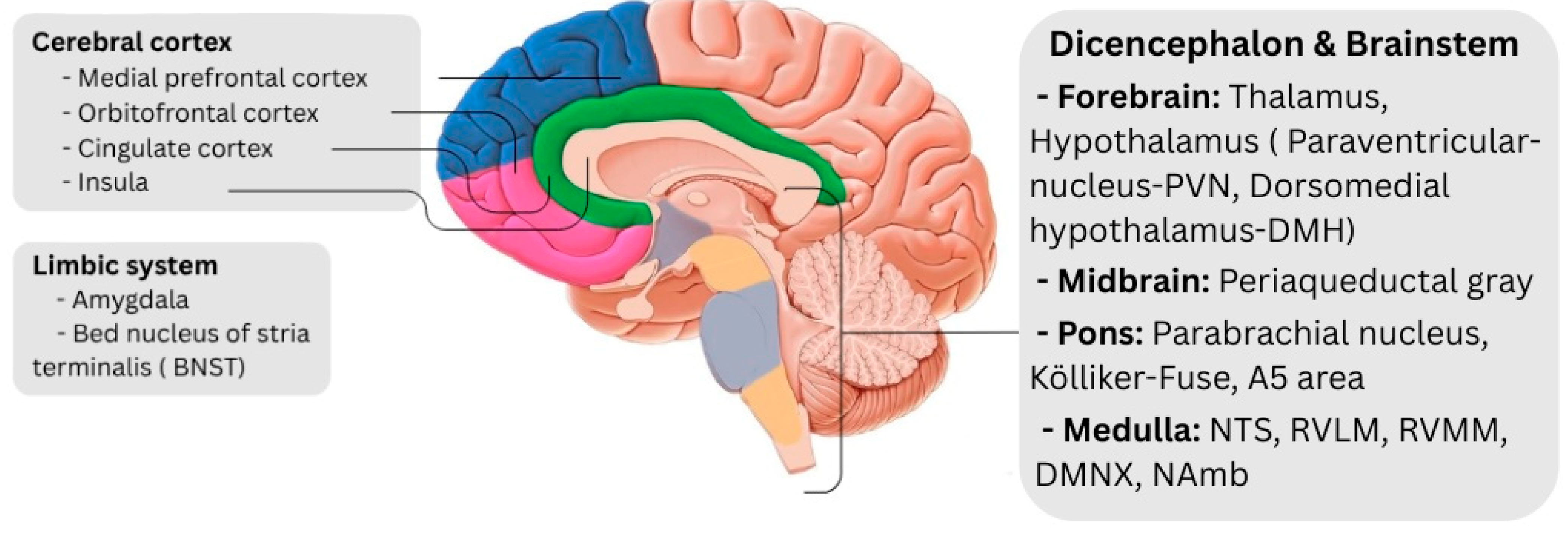 Ijms 26 08217 g001 Ijms 26 08217 g001