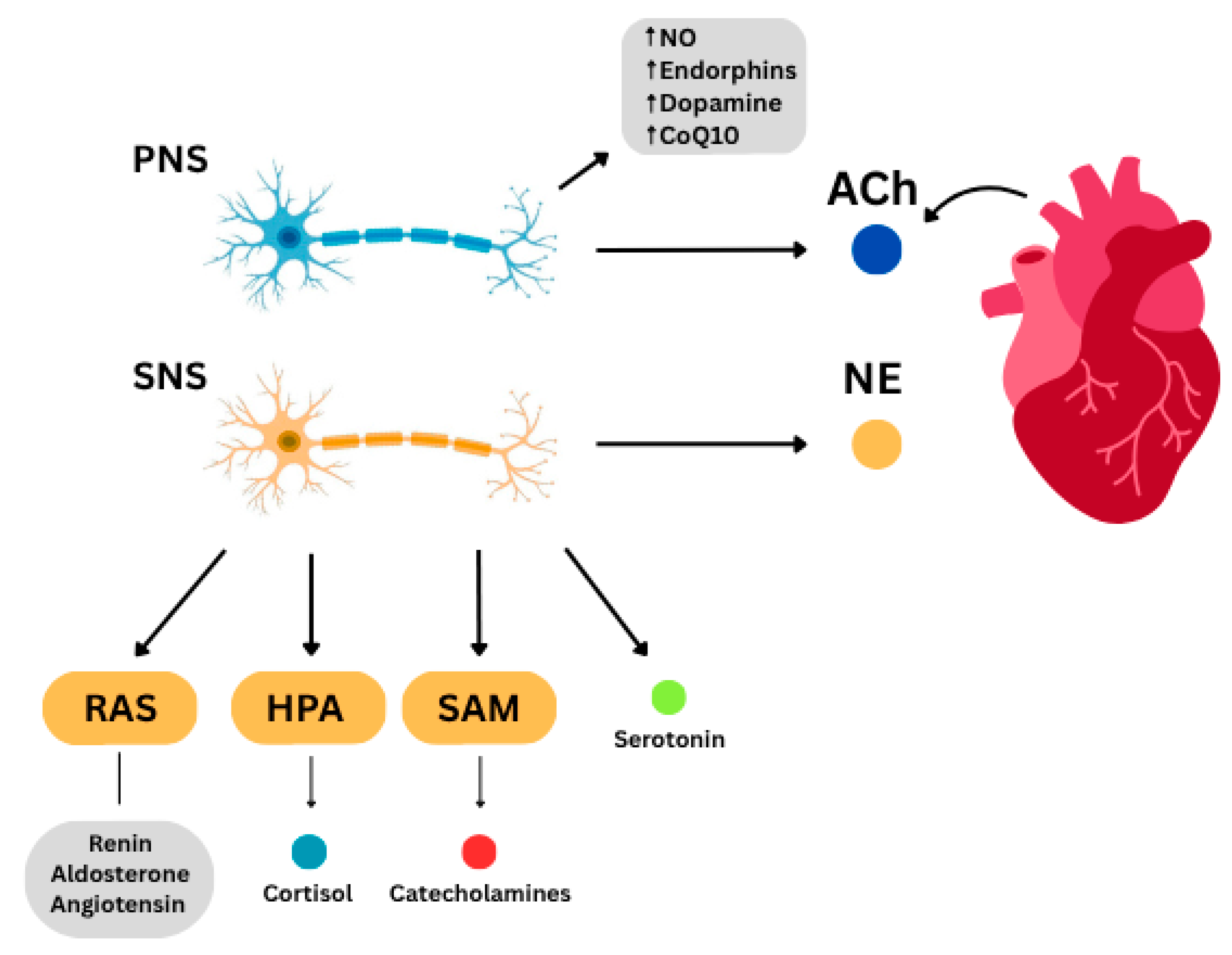 Ijms 26 08217 g005 Ijms 26 08217 g005