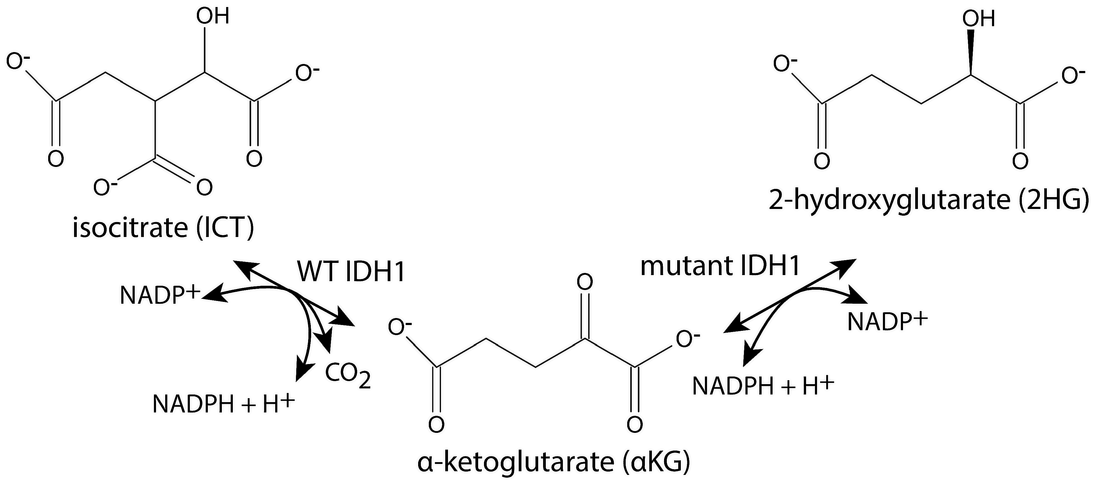 Ijms 26 08238 g001 Ijms 26 08238 g001
