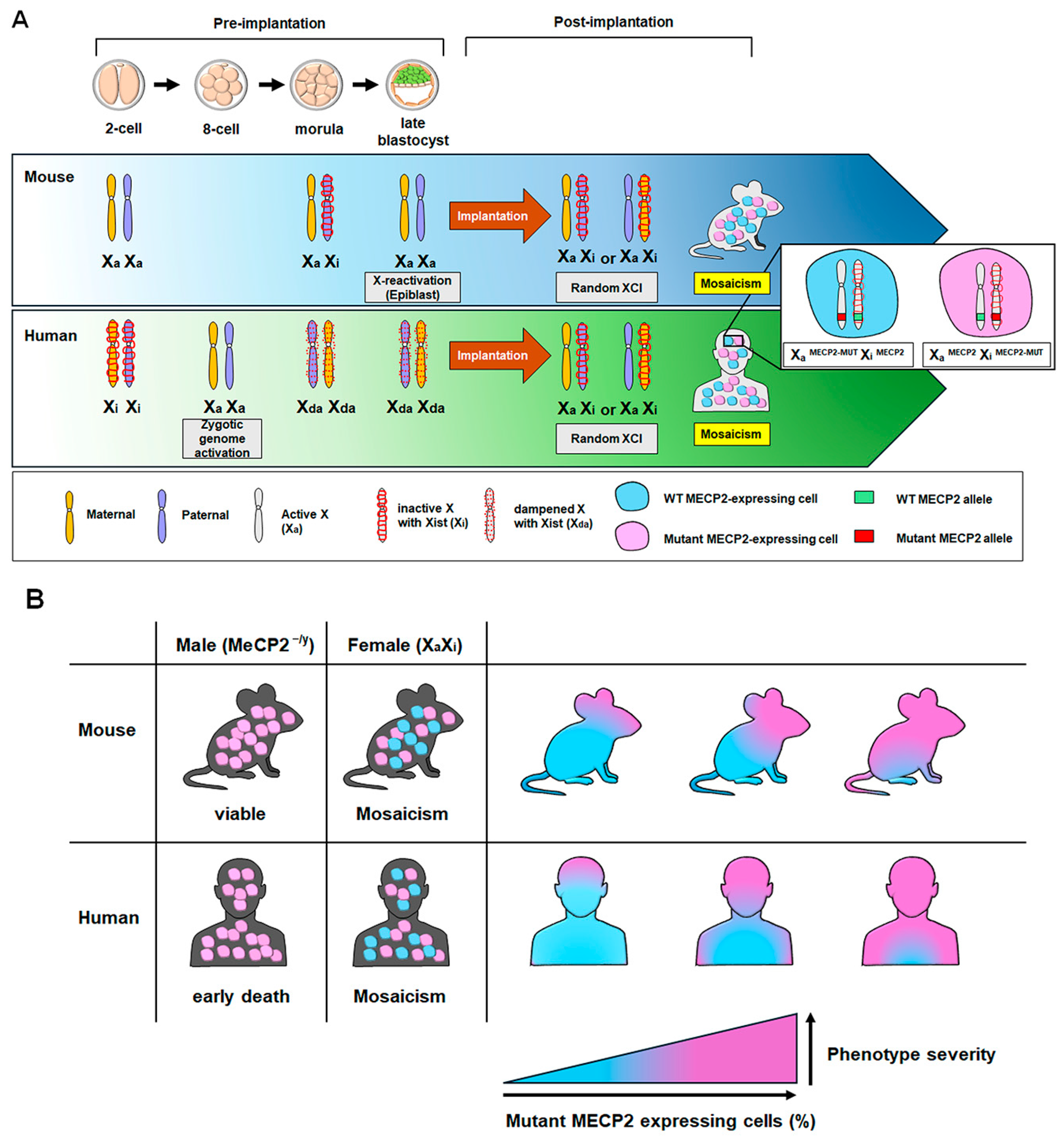 Ijms 26 08277 g001 Ijms 26 08277 g001