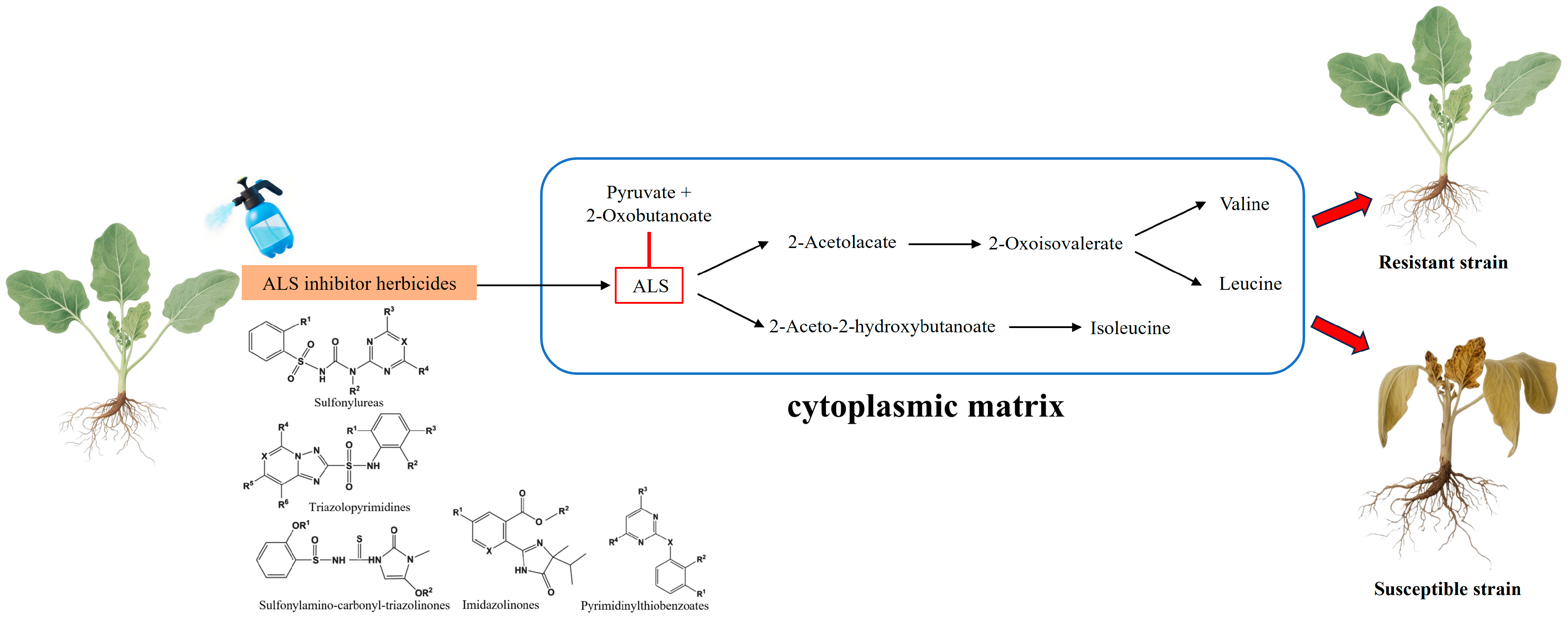 Ijms 26 08292 g001 Ijms 26 08292 g001