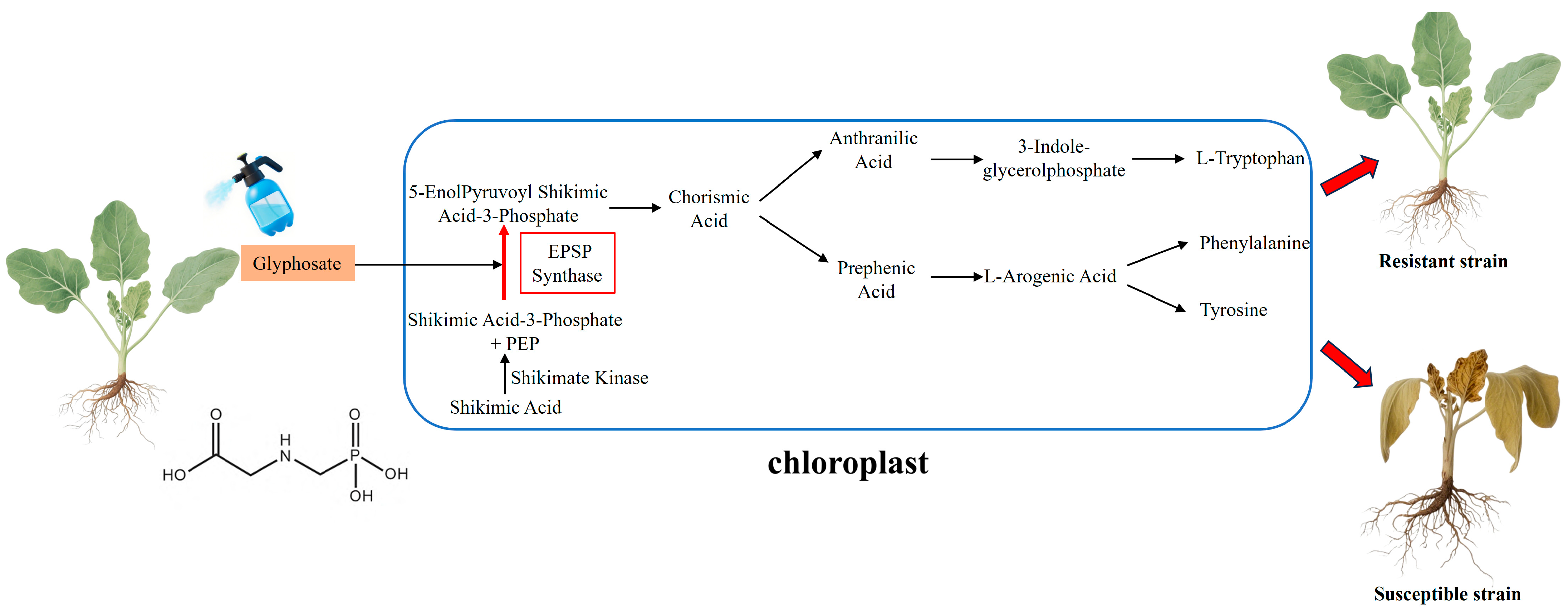 Ijms 26 08292 g002 Ijms 26 08292 g002