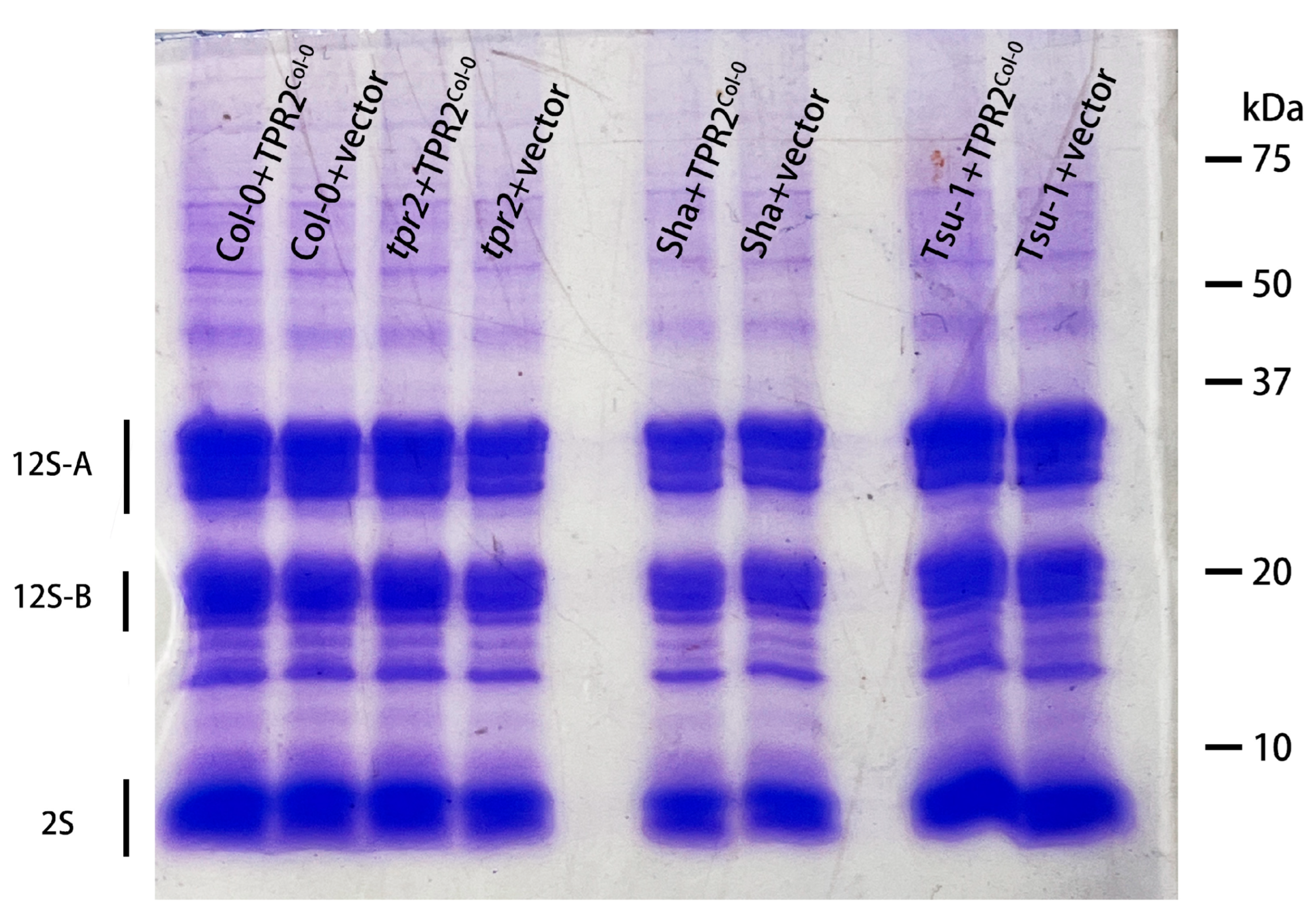 Ijms 26 08310 g008 Ijms 26 08310 g008