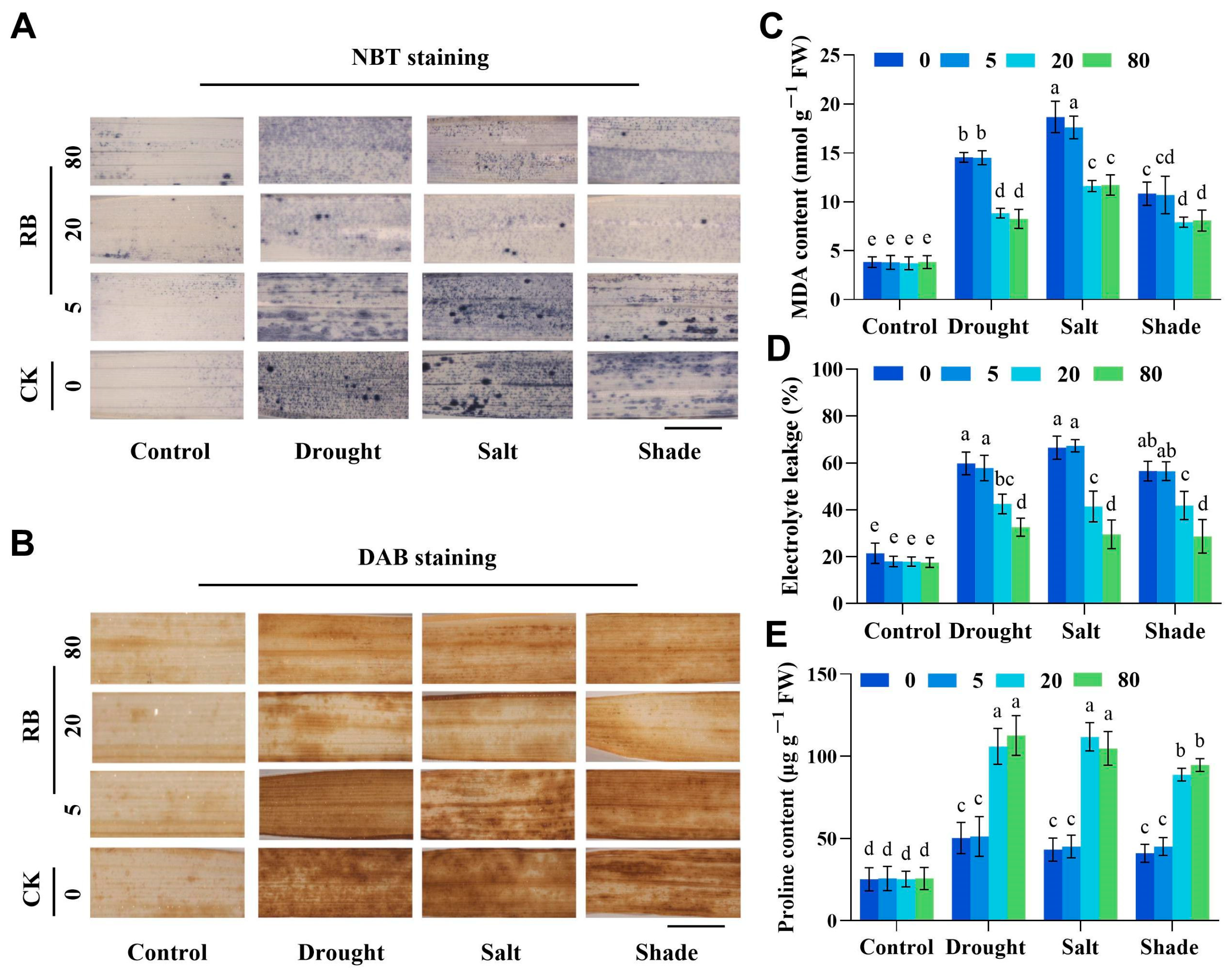 Ijms 26 08382 g005 Ijms 26 08382 g005