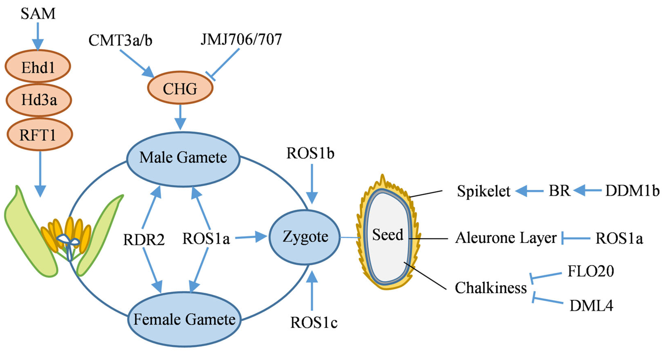 Ijms 26 08454 g004 Ijms 26 08454 g004