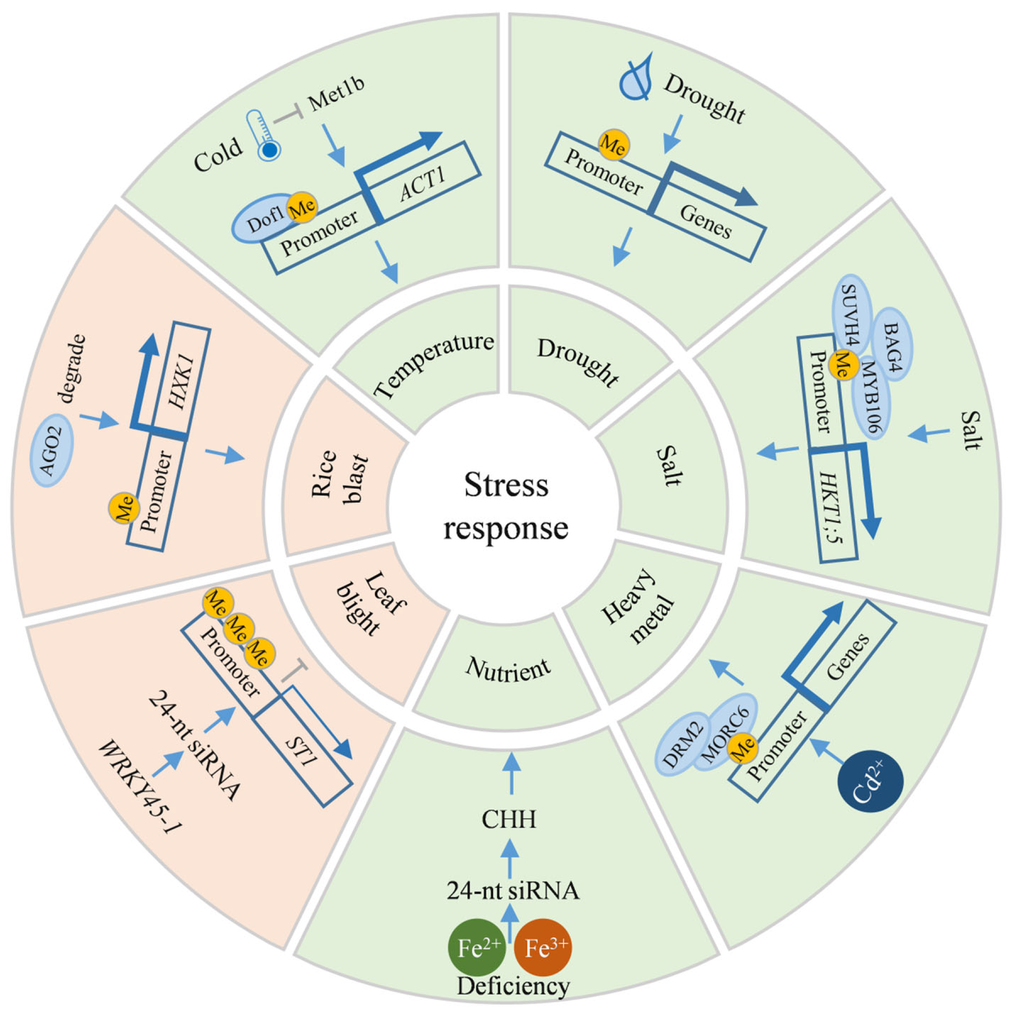 Ijms 26 08454 g005 Ijms 26 08454 g005