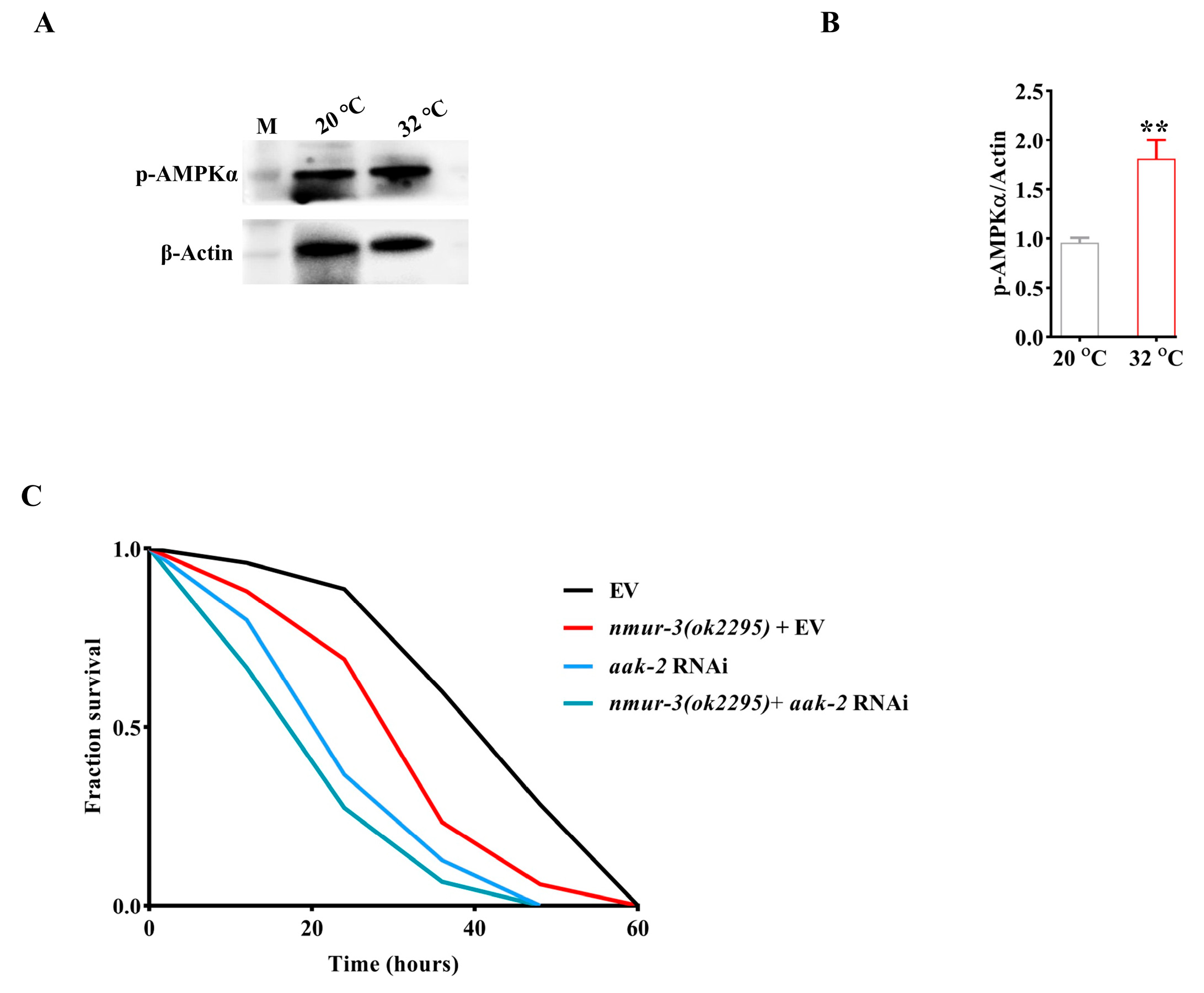 Ijms 26 08471 g004 Ijms 26 08471 g004