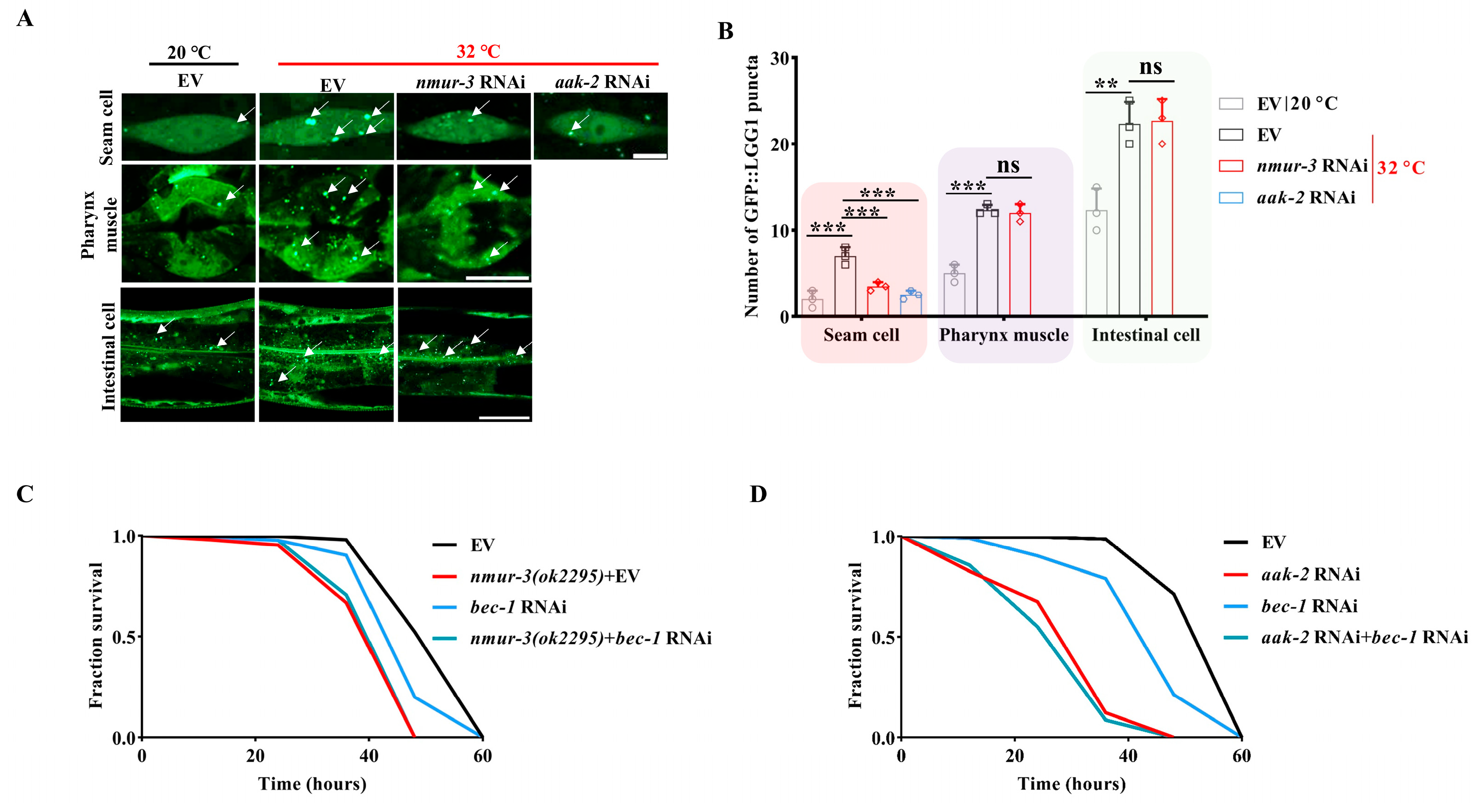 Ijms 26 08471 g005 Ijms 26 08471 g005