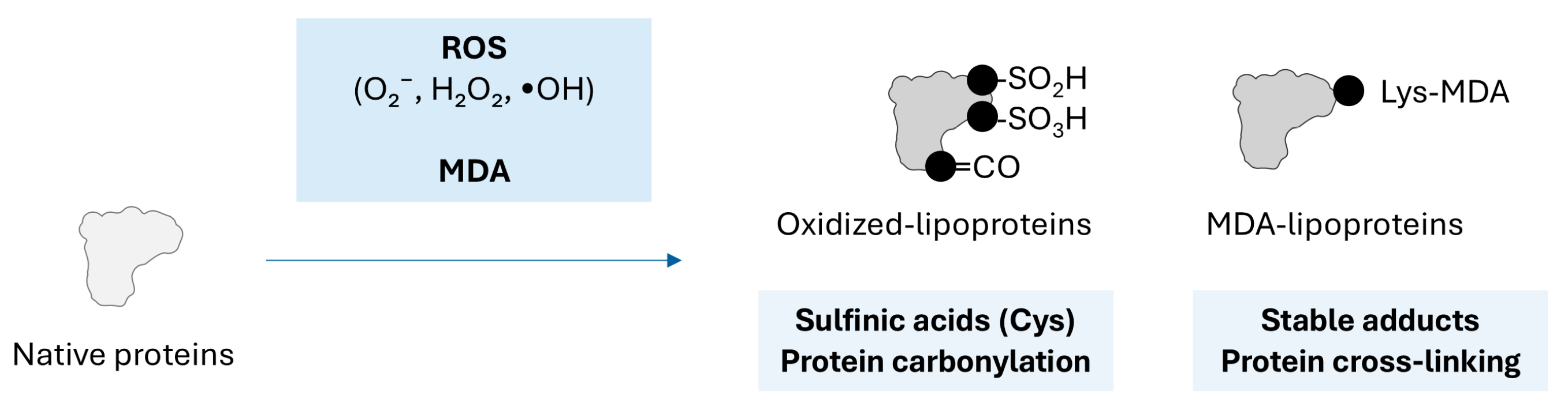 Ijms 26 08514 g002 Ijms 26 08514 g002