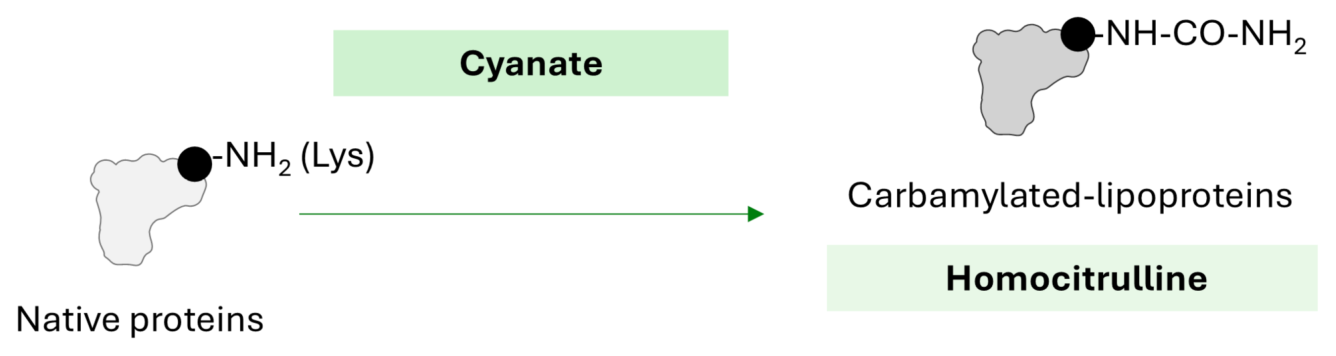 Ijms 26 08514 g004 Ijms 26 08514 g004