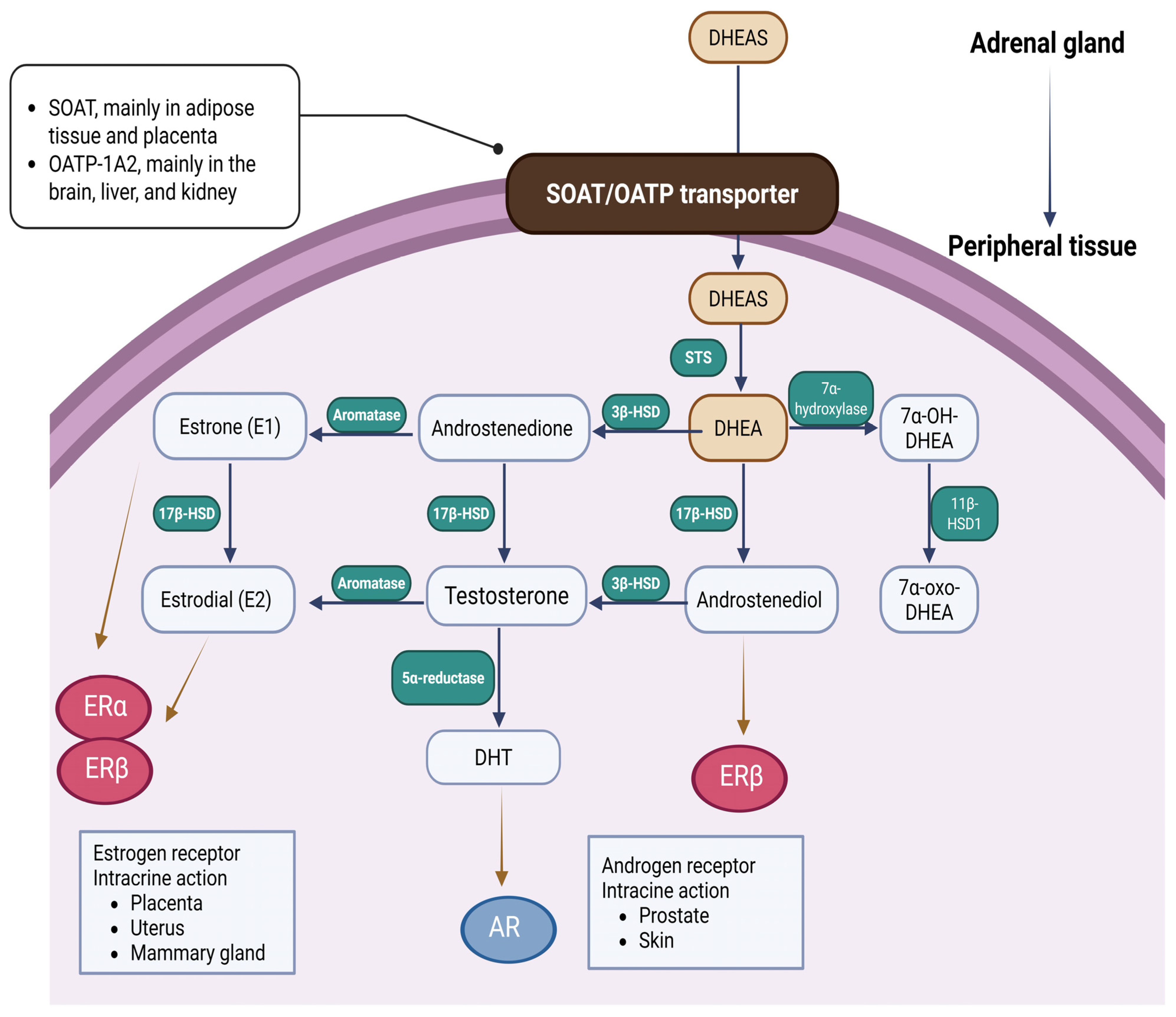 Ijms 26 08568 g003 Ijms 26 08568 g003