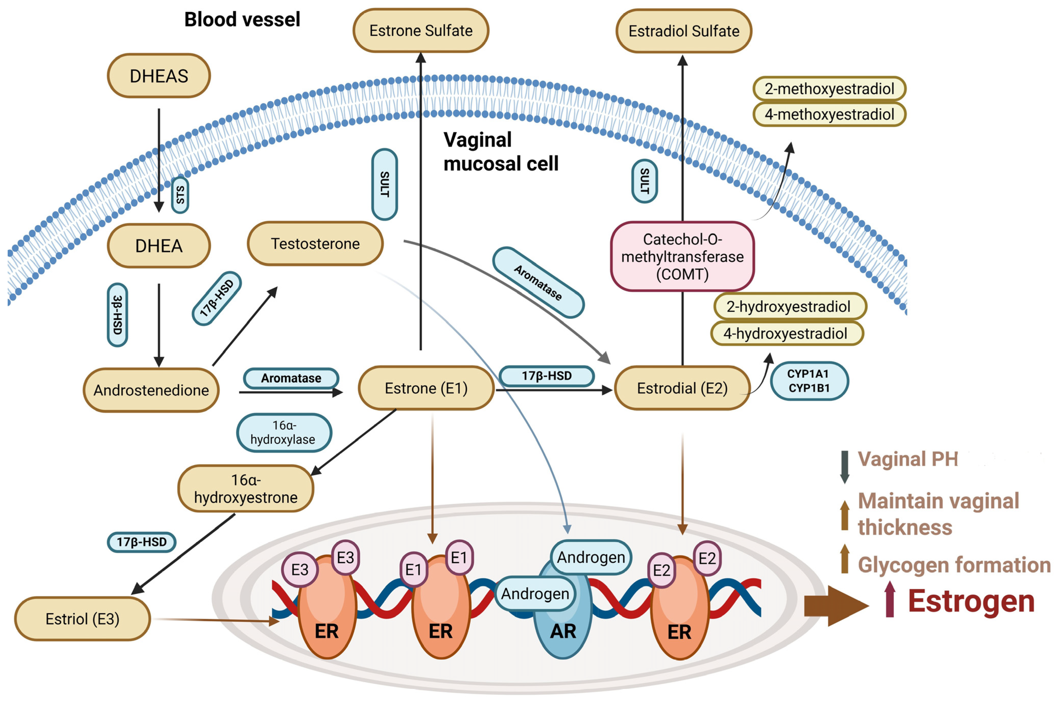 Ijms 26 08568 g004 Ijms 26 08568 g004