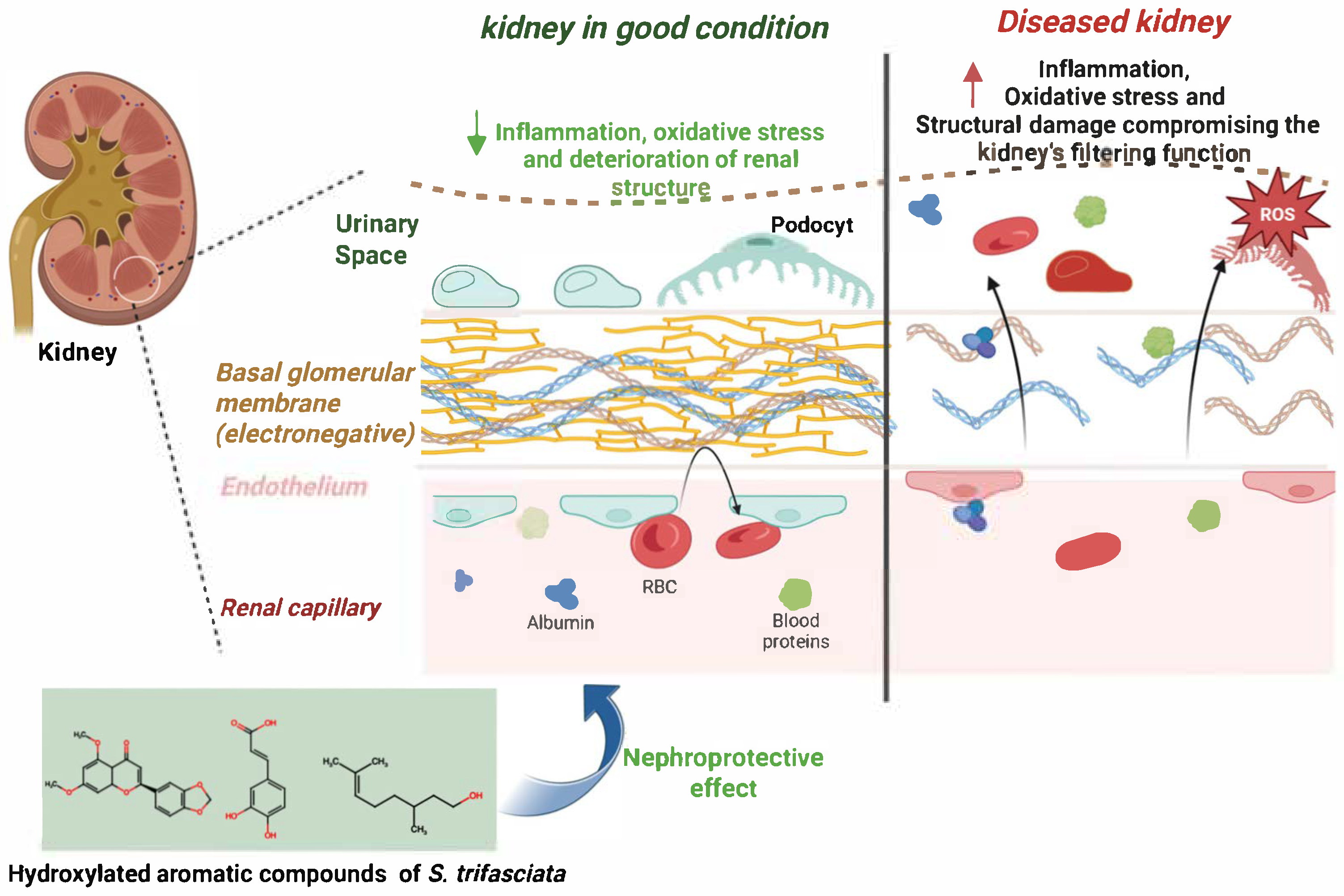 Ijms 26 08619 g001 Ijms 26 08619 g001