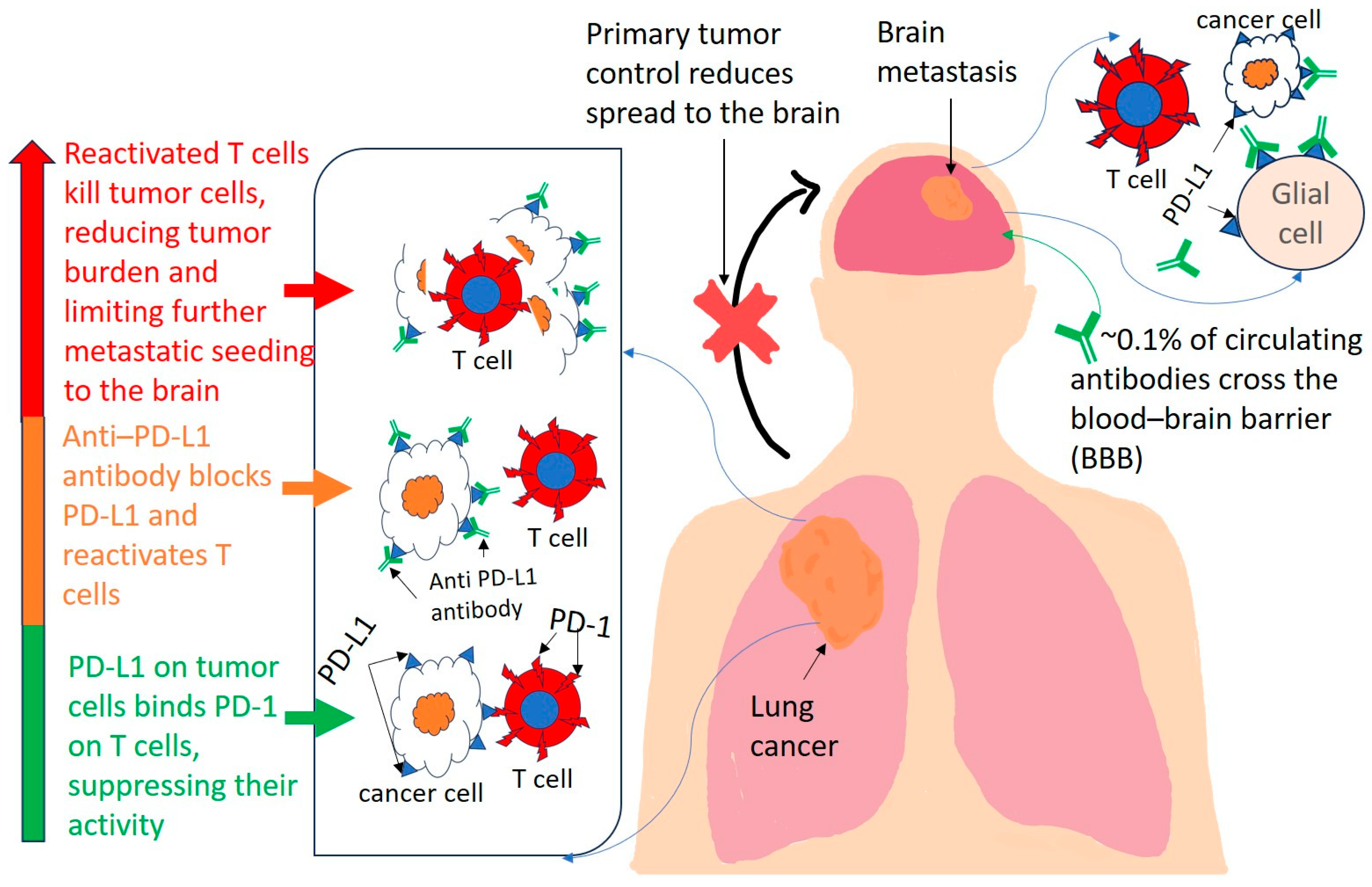 Ijms 26 08624 g001 Ijms 26 08624 g001