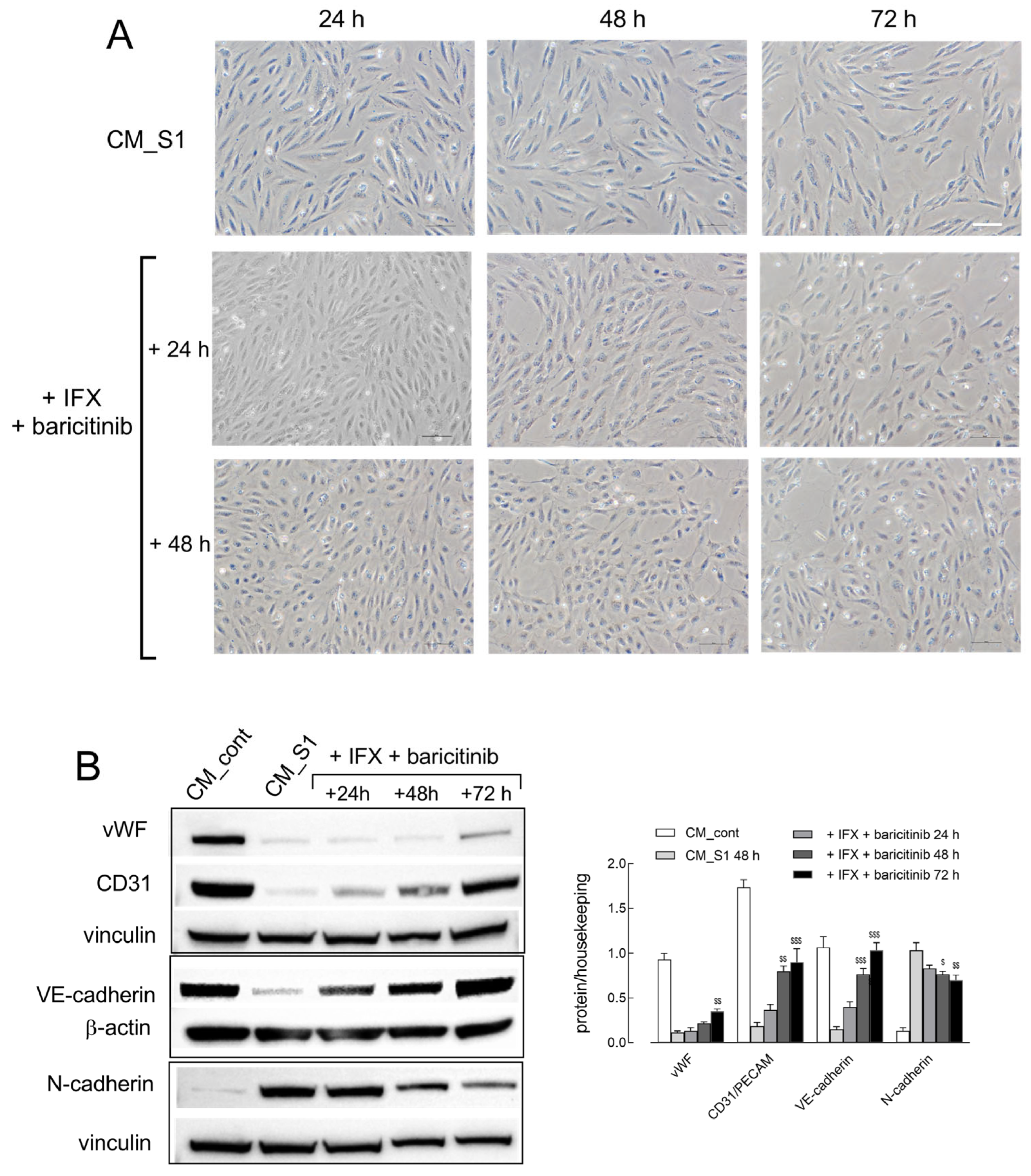 Ijms 26 08672 g004 Ijms 26 08672 g004