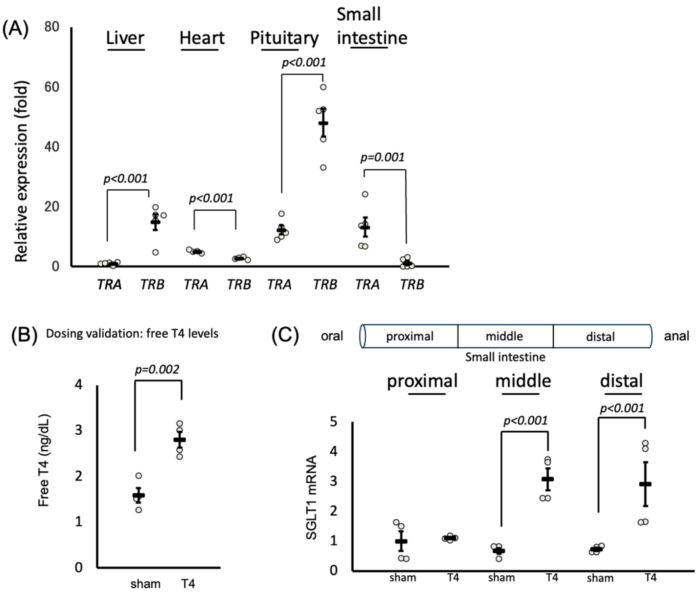 Ijms 26 08854 g001 Ijms 26 08854 g001