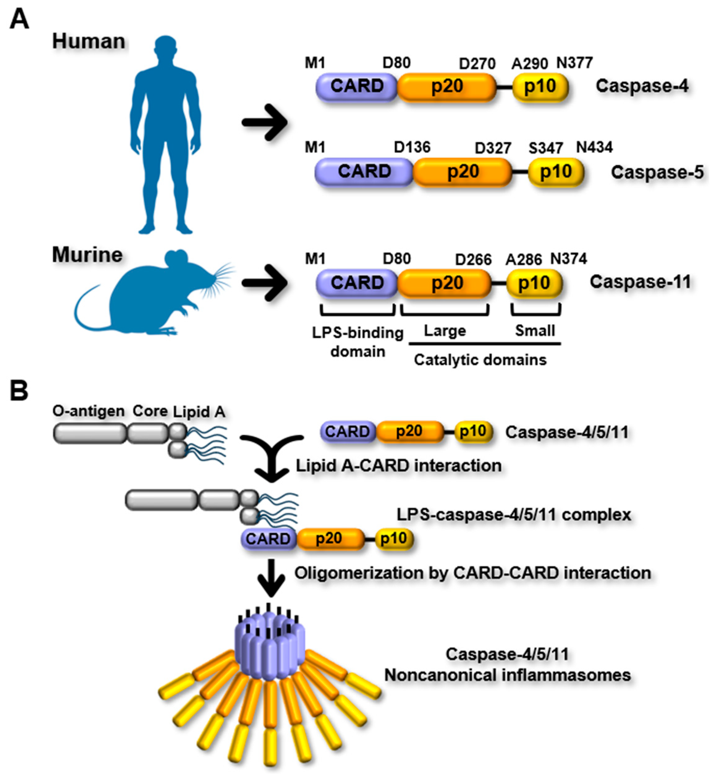 Ijms 26 08893 g001 Ijms 26 08893 g001