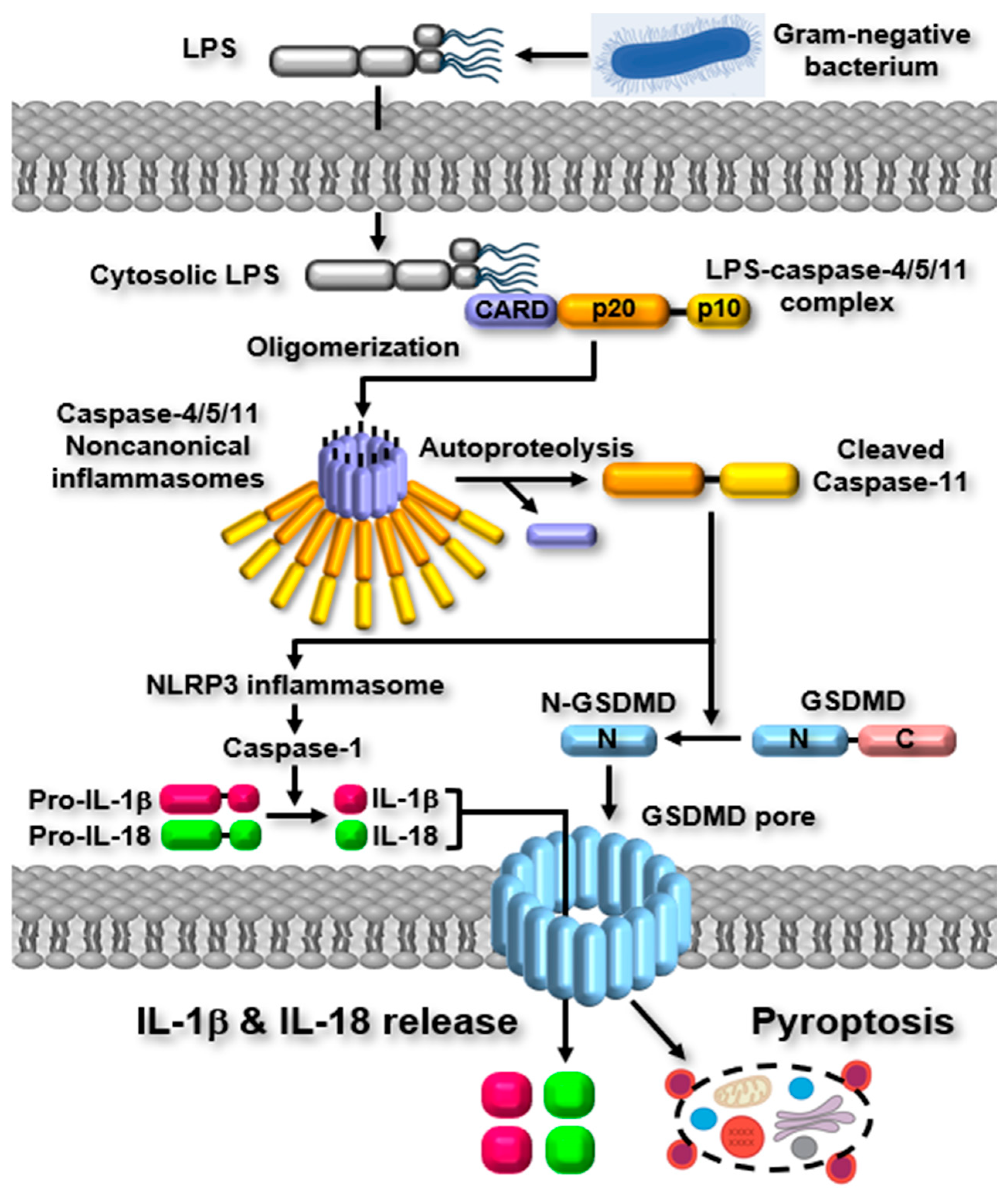 Ijms 26 08893 g002 Ijms 26 08893 g002