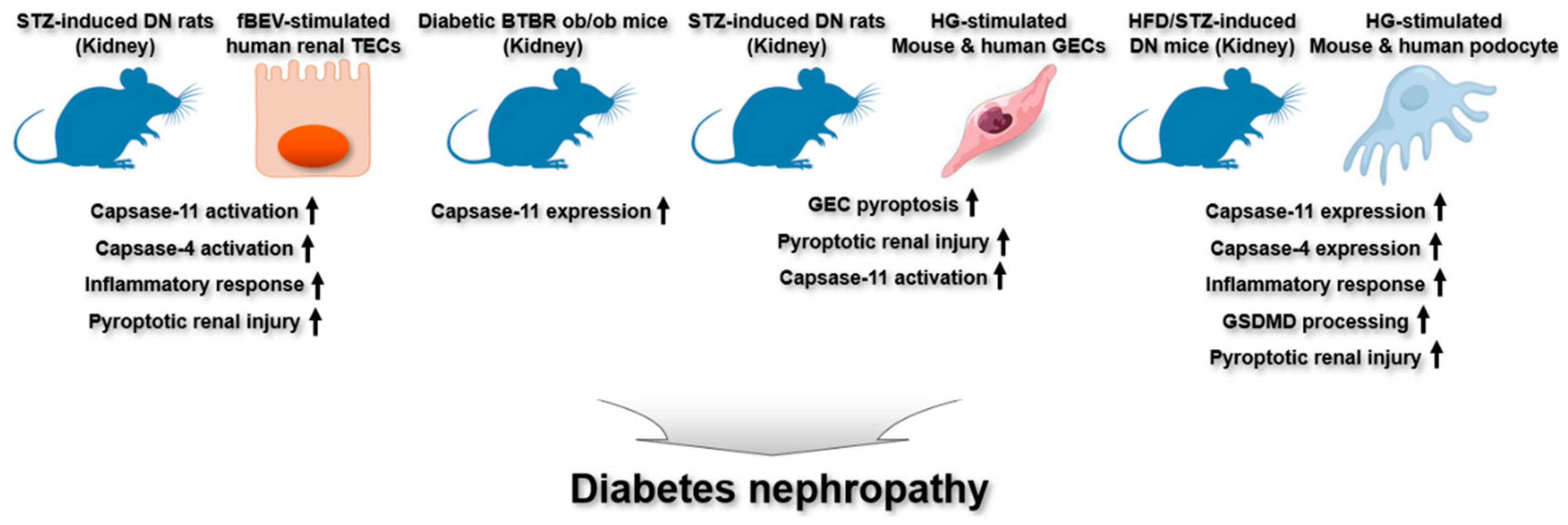 Ijms 26 08893 g004 Ijms 26 08893 g004