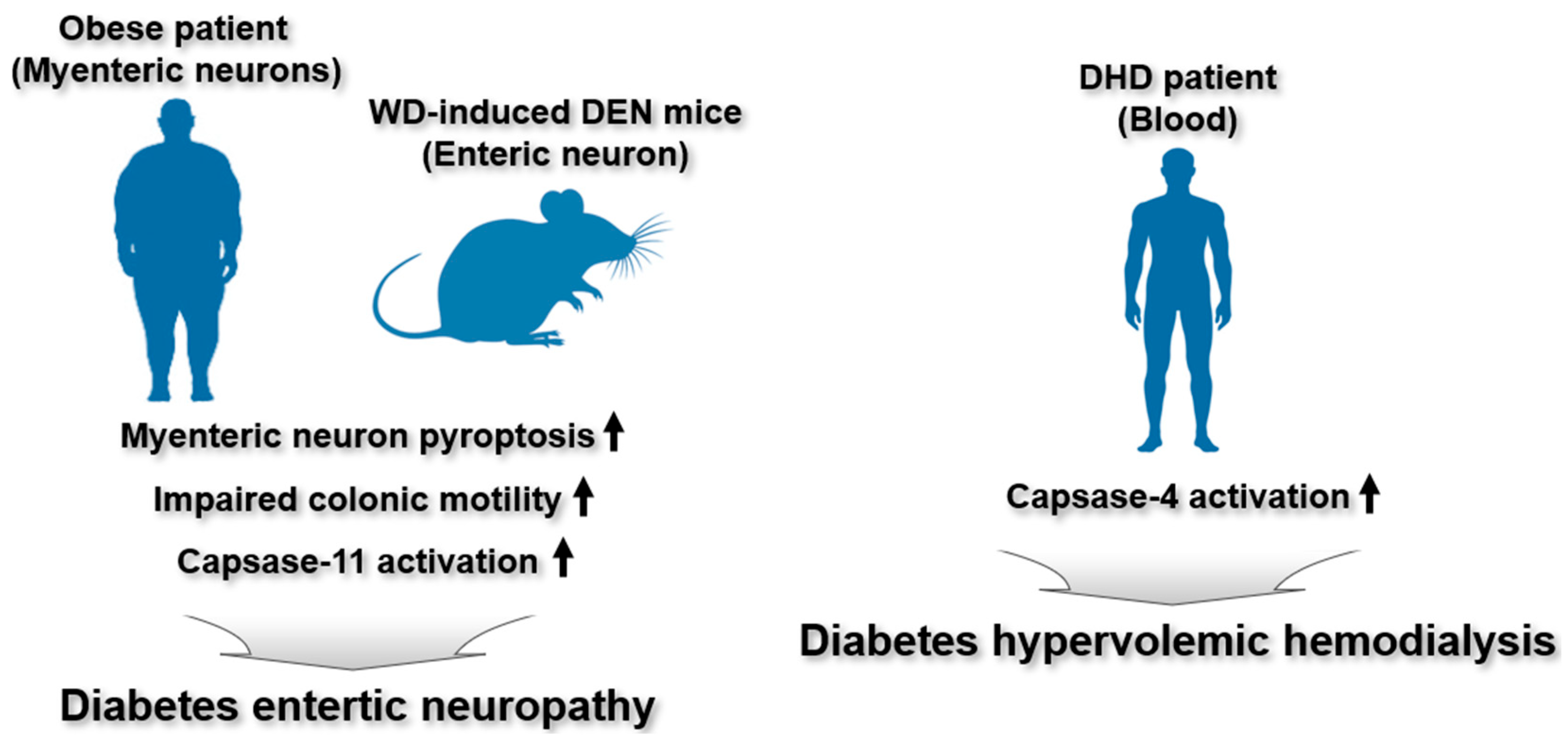 Ijms 26 08893 g006 Ijms 26 08893 g006