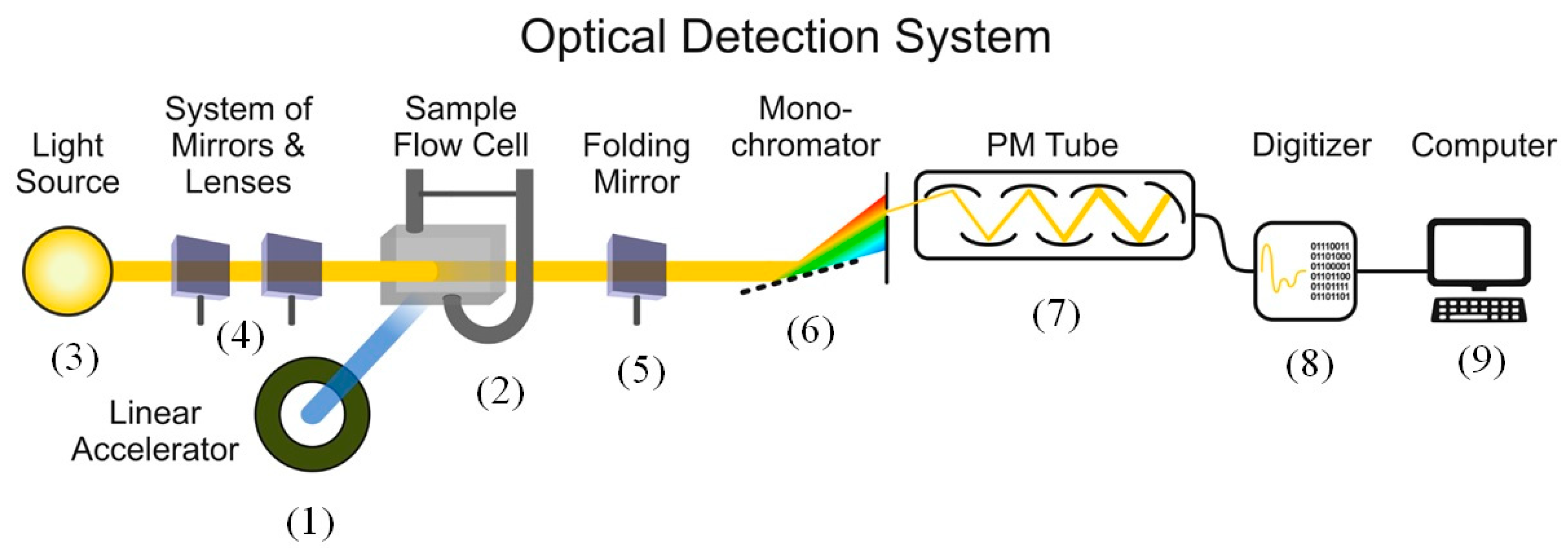 Ijms 26 08909 g011 Ijms 26 08909 g011