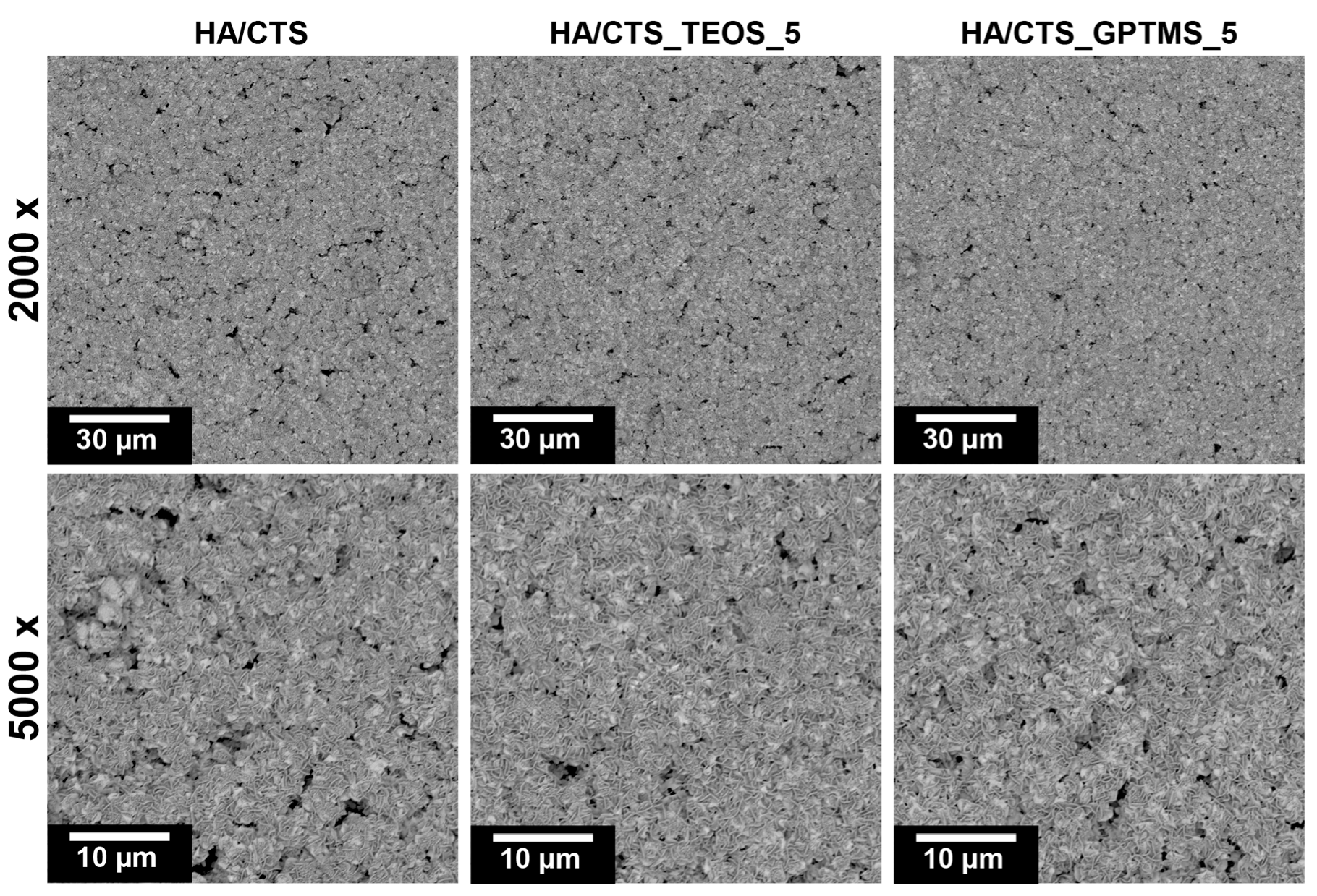 Ijms 26 08910 g007 Ijms 26 08910 g007