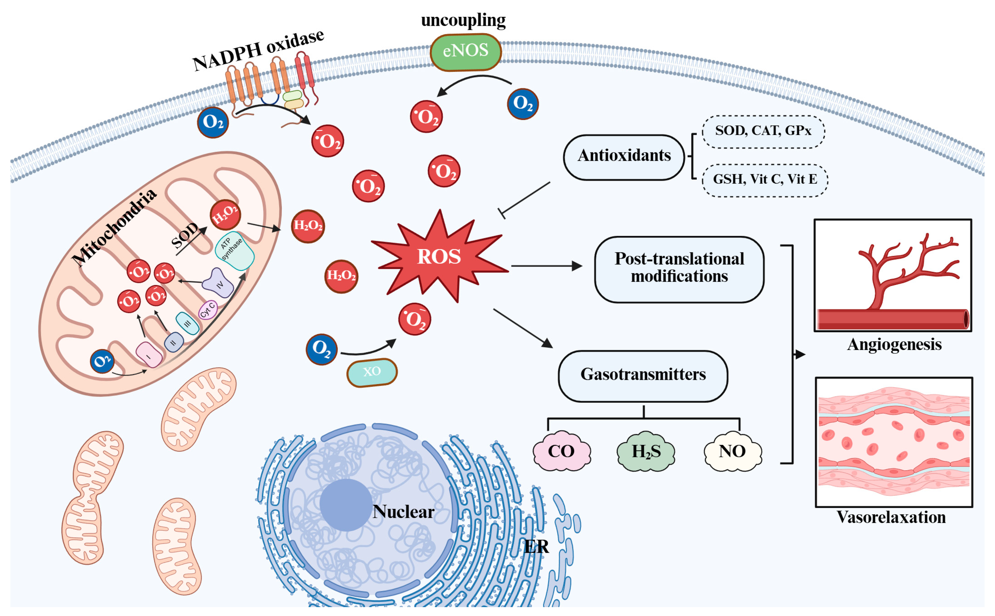 Ijms 26 09037 g001 Ijms 26 09037 g001