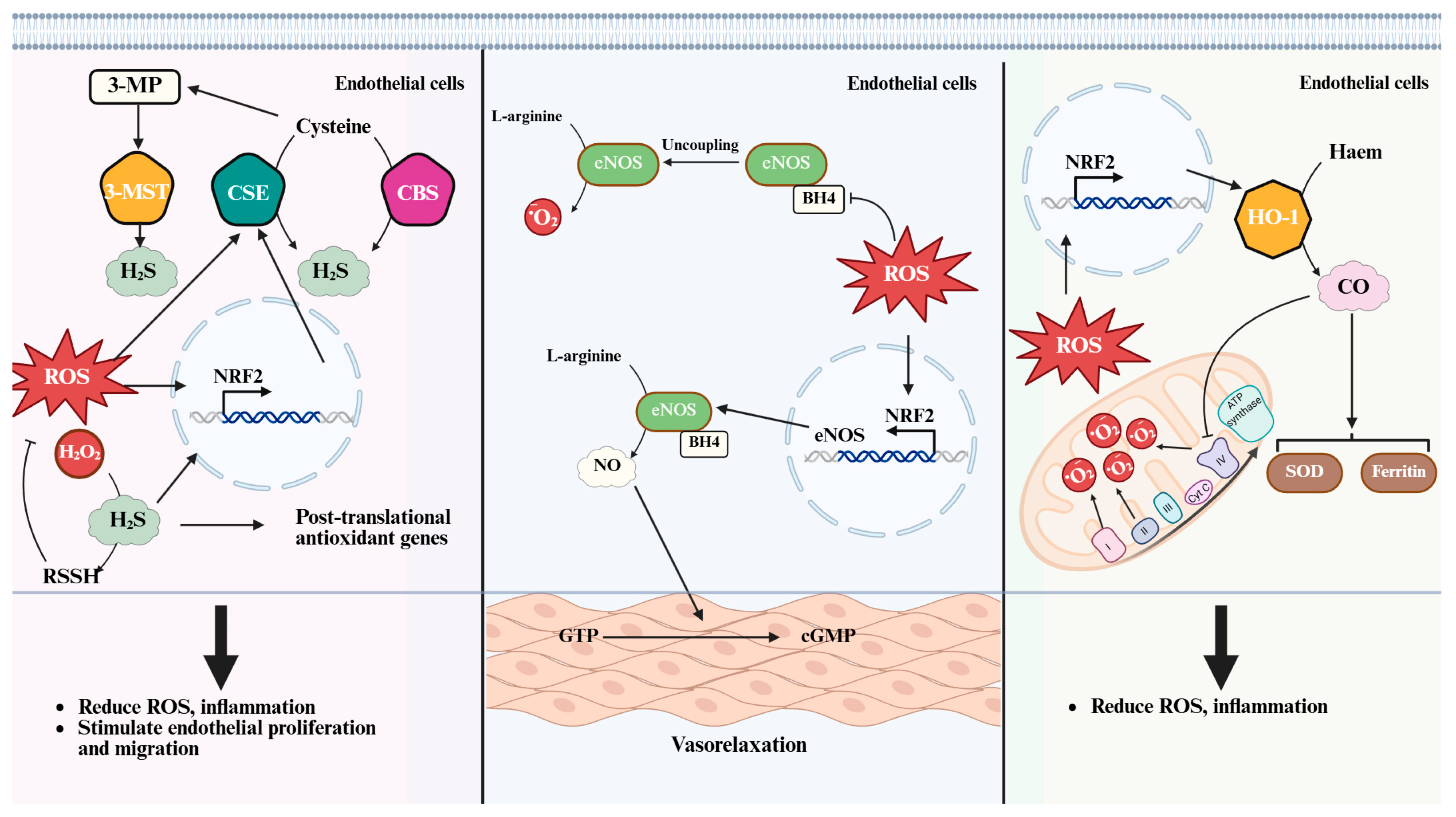 Ijms 26 09037 g002 Ijms 26 09037 g002