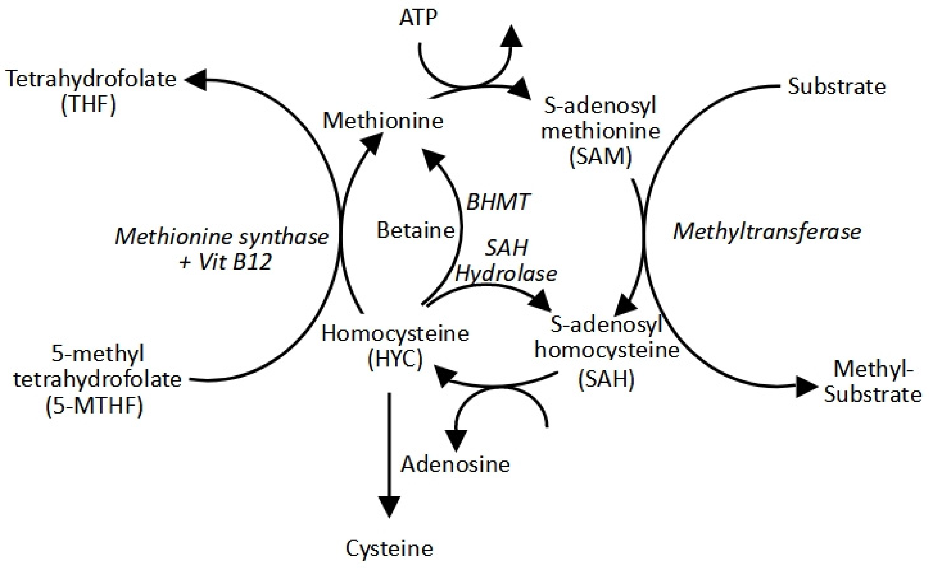 Ijms 26 09038 g001 Ijms 26 09038 g001