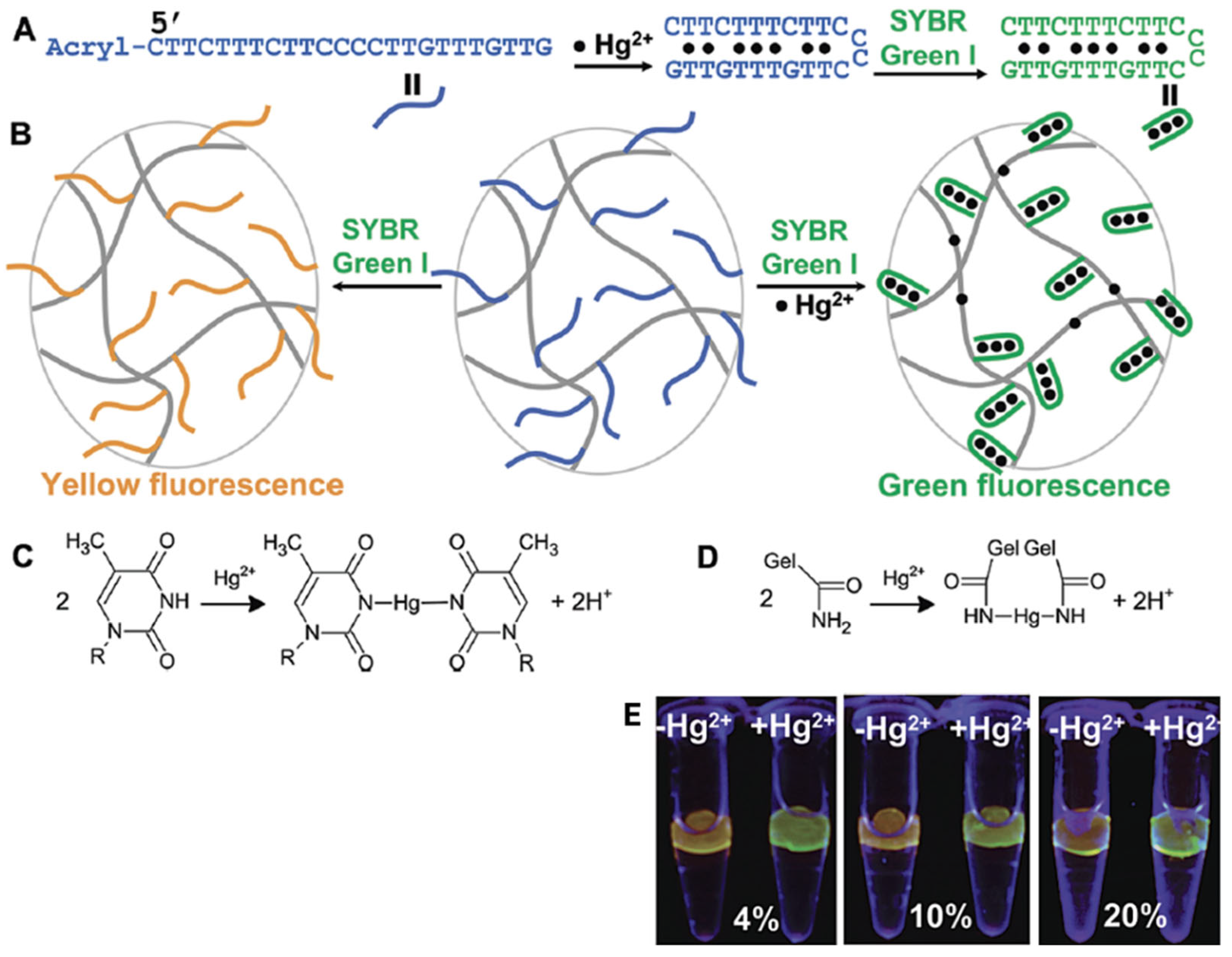 Ijms 26 09066 g005 Ijms 26 09066 g005