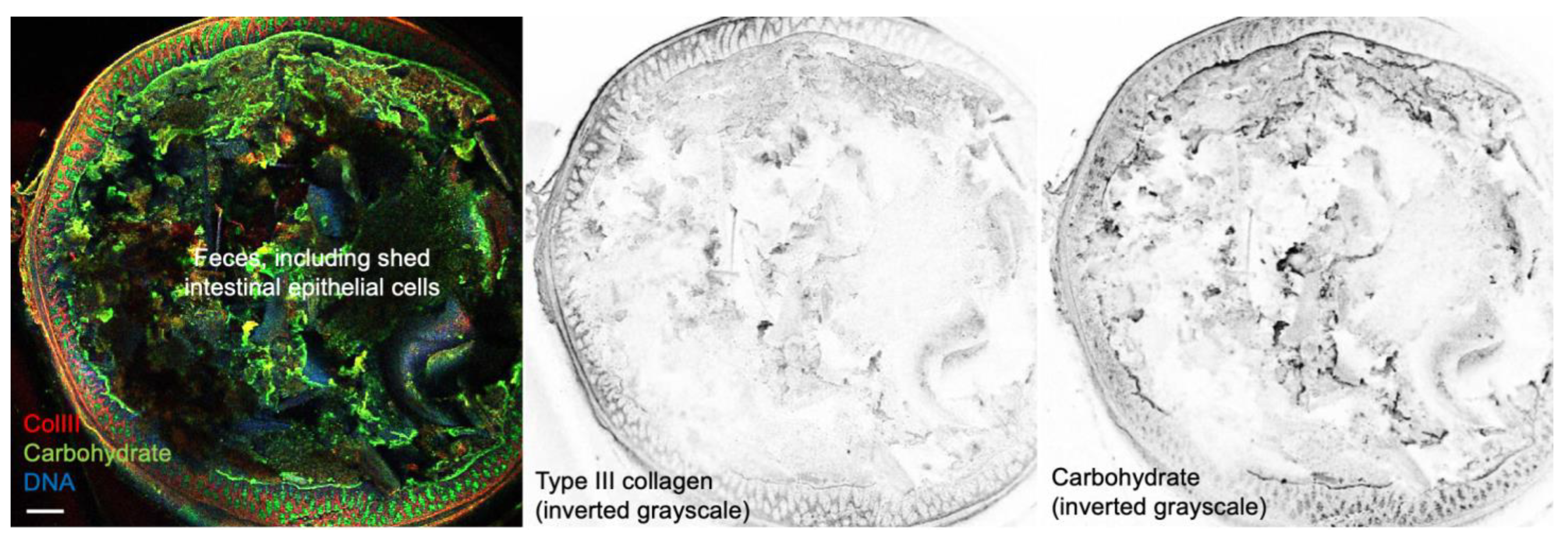 Ijms 26 09102 g009 Ijms 26 09102 g009